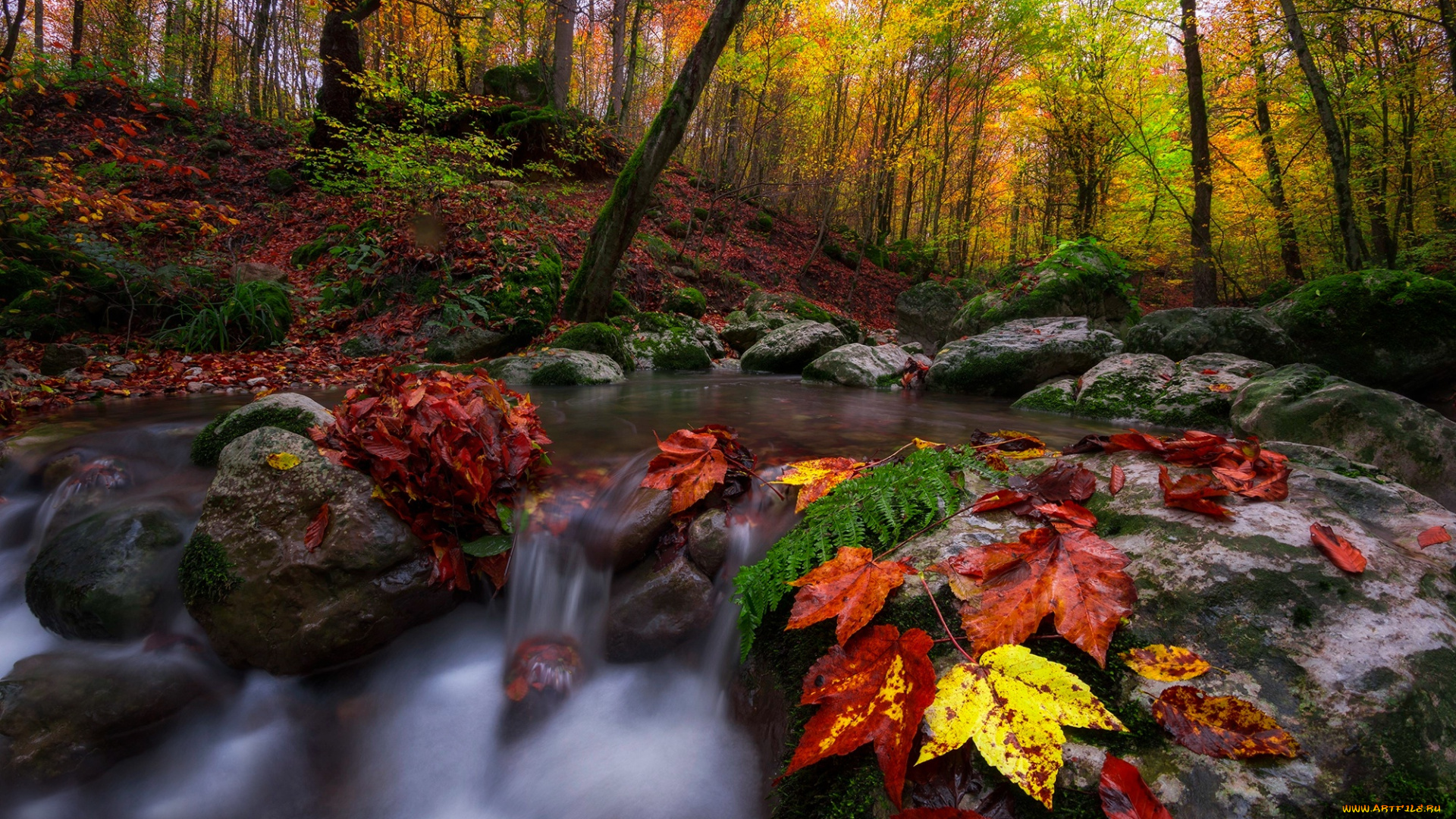 природа, реки, озера, камни, пейзаж, течение, осень, лес, деревья, листья, ручей