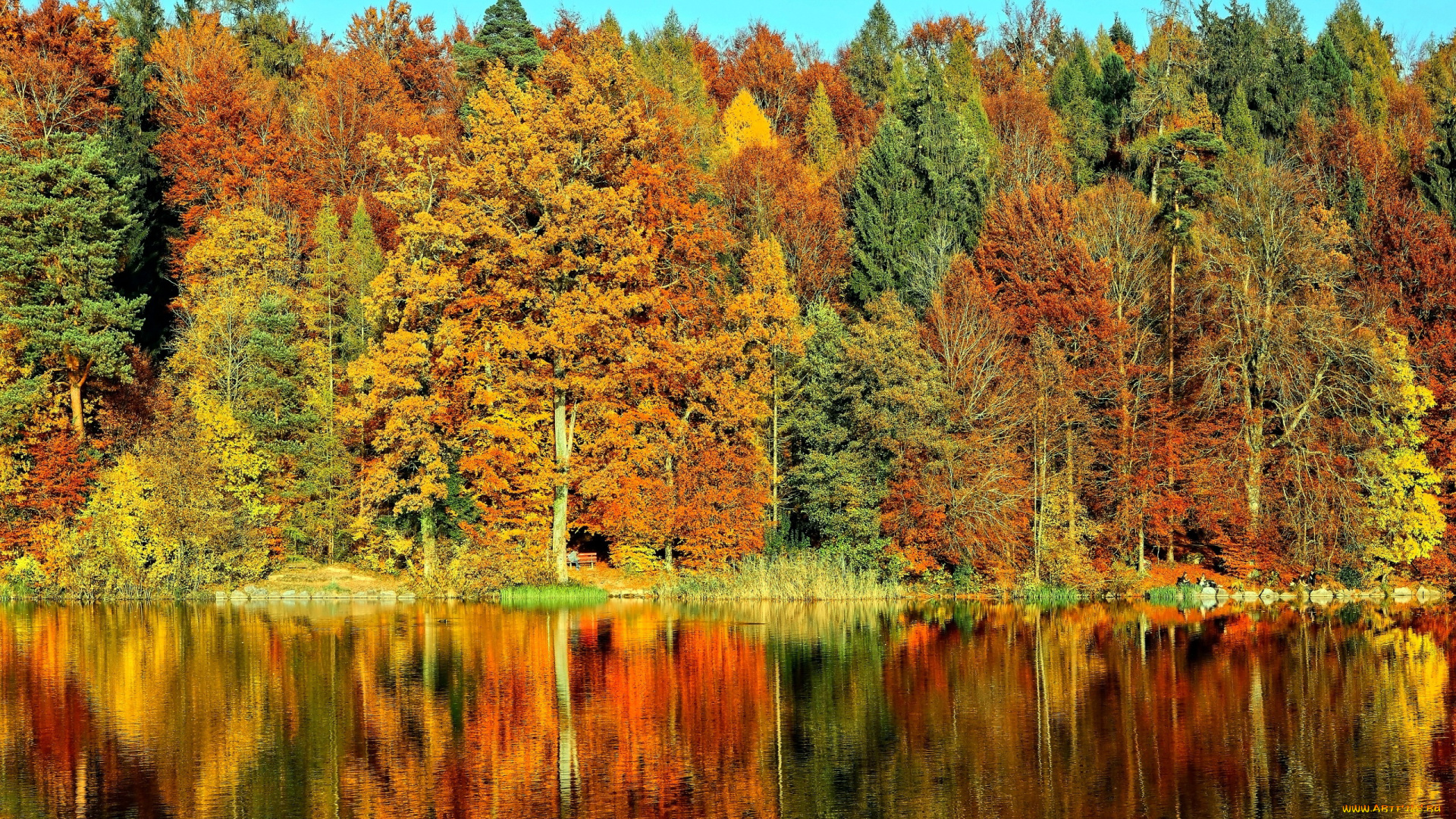 природа, реки, озера, лес, осень, река, отражение