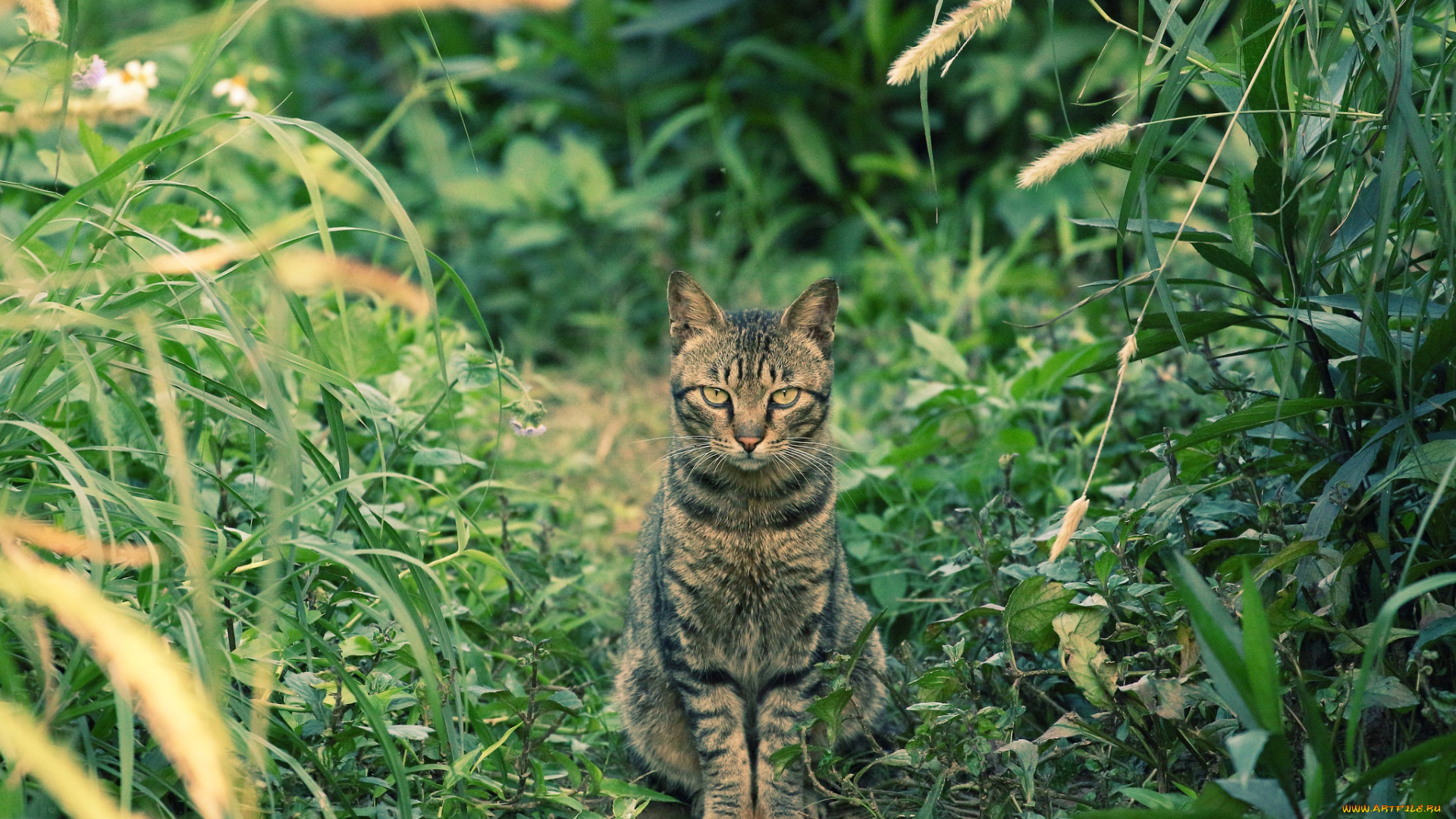 животные, коты, кот, котэ, трава, взгляд