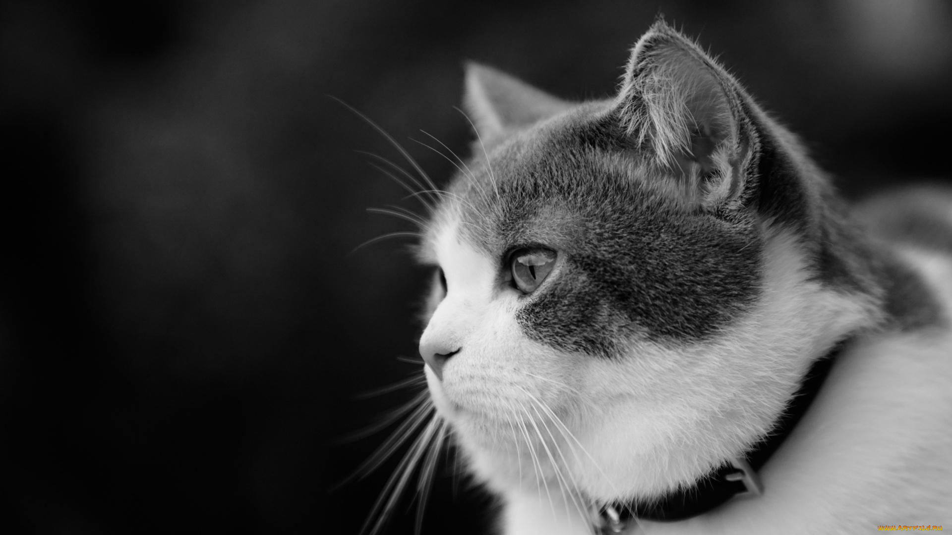 животные, коты, котейка, чёрно-белая, портрет, взгляд, кошка, ошейник, профиль, монохром, мордочка