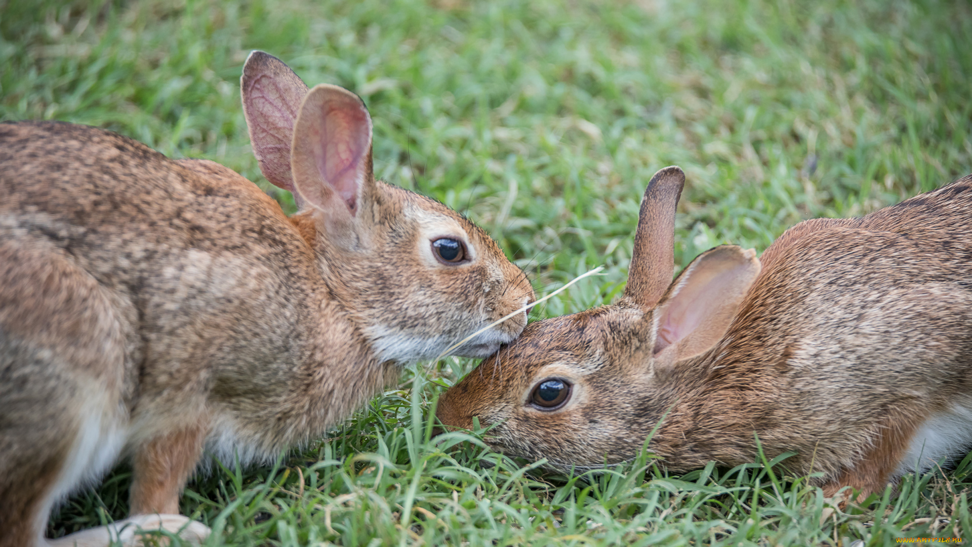 животные, кролики, , зайцы, трава, пара