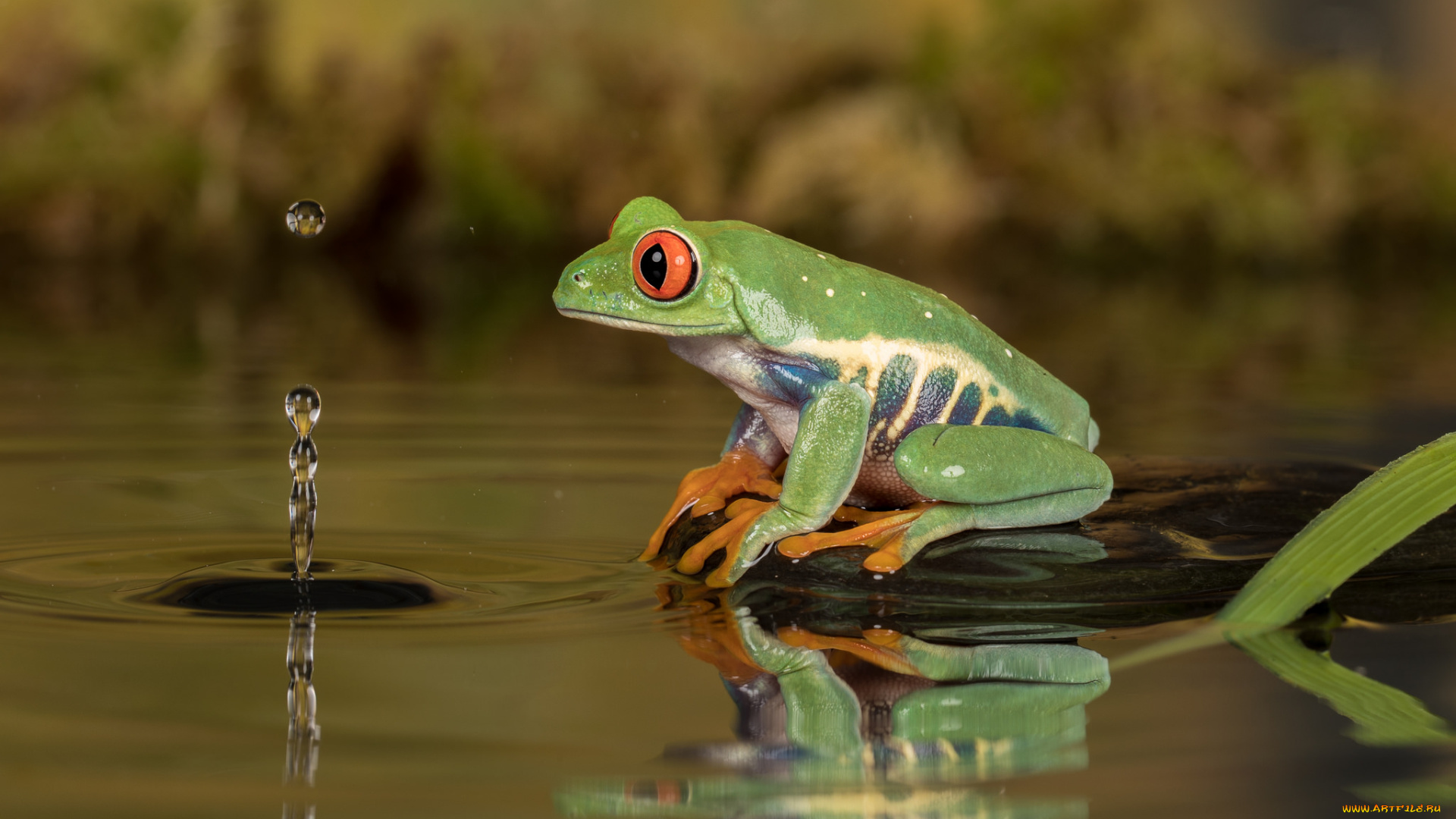 животные, лягушки, капля, вода, лягушка