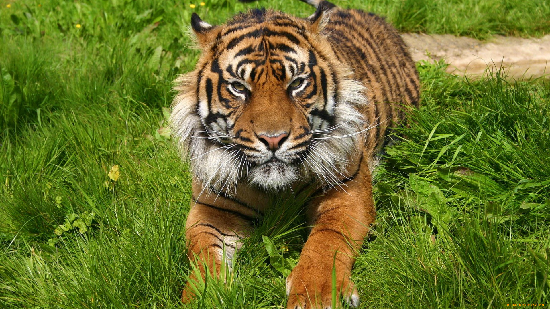 животные, тигры, взгляд