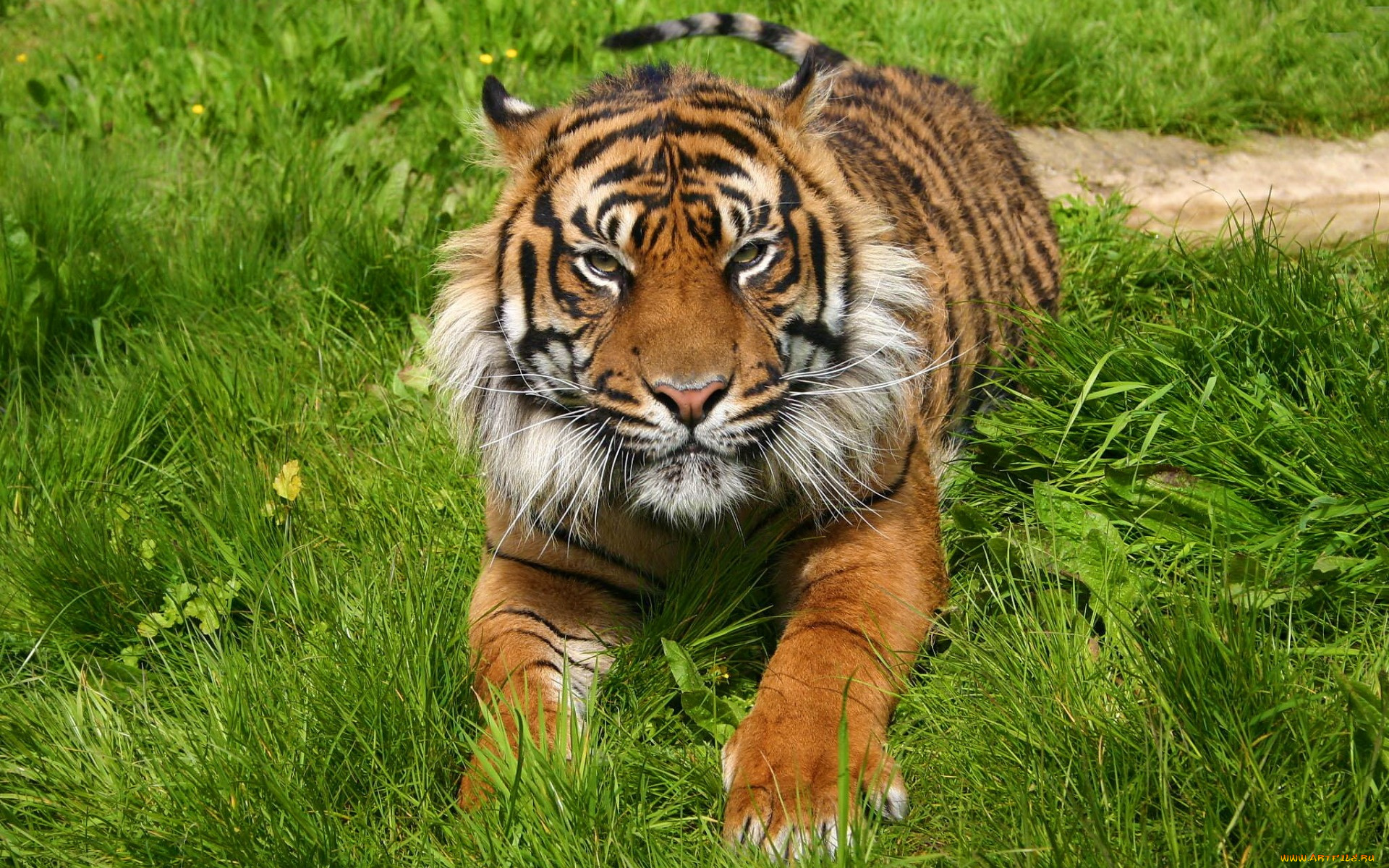 животные, тигры, взгляд