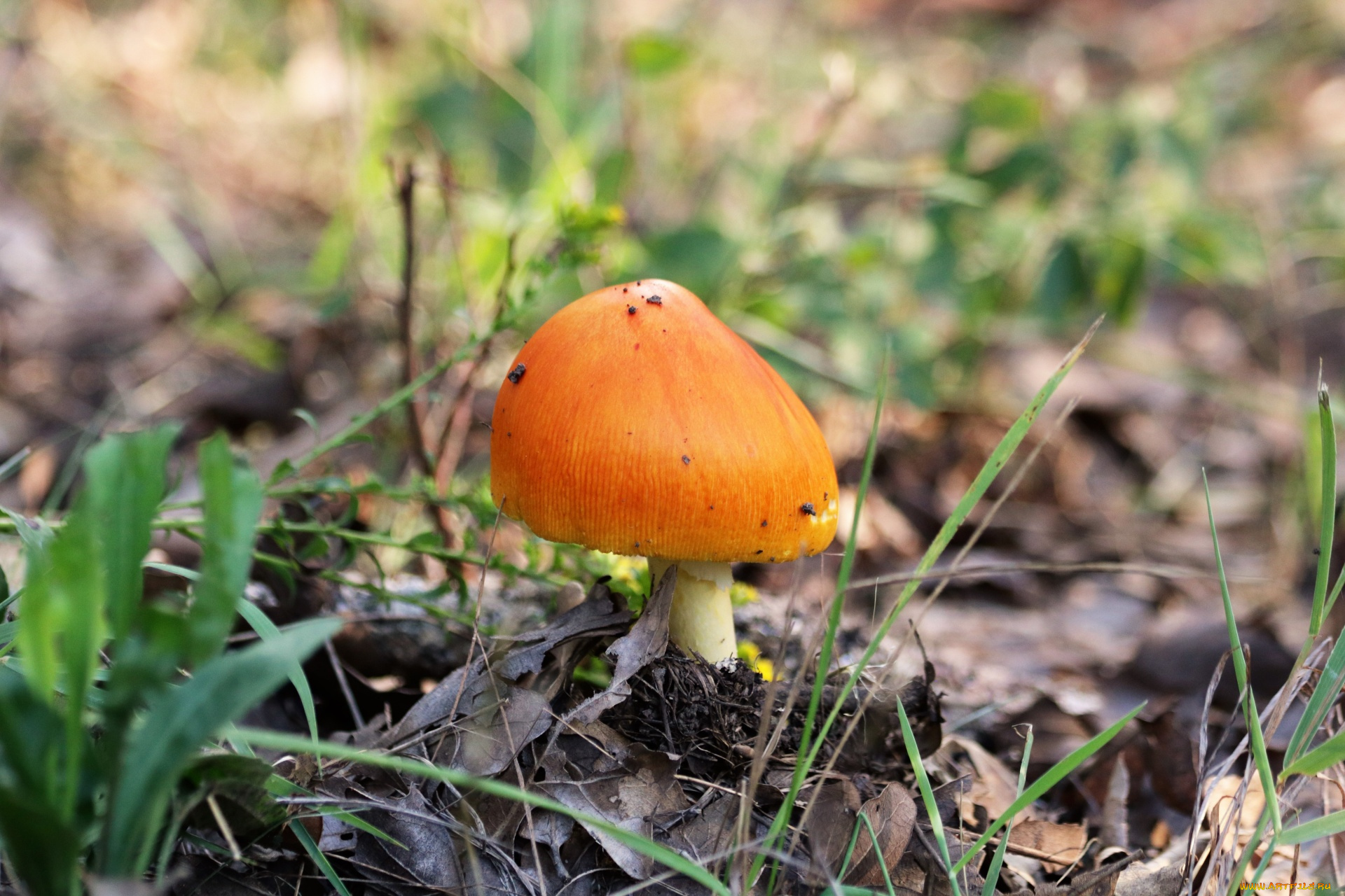 природа, грибы, , мухомор, шляпка, оранжевая