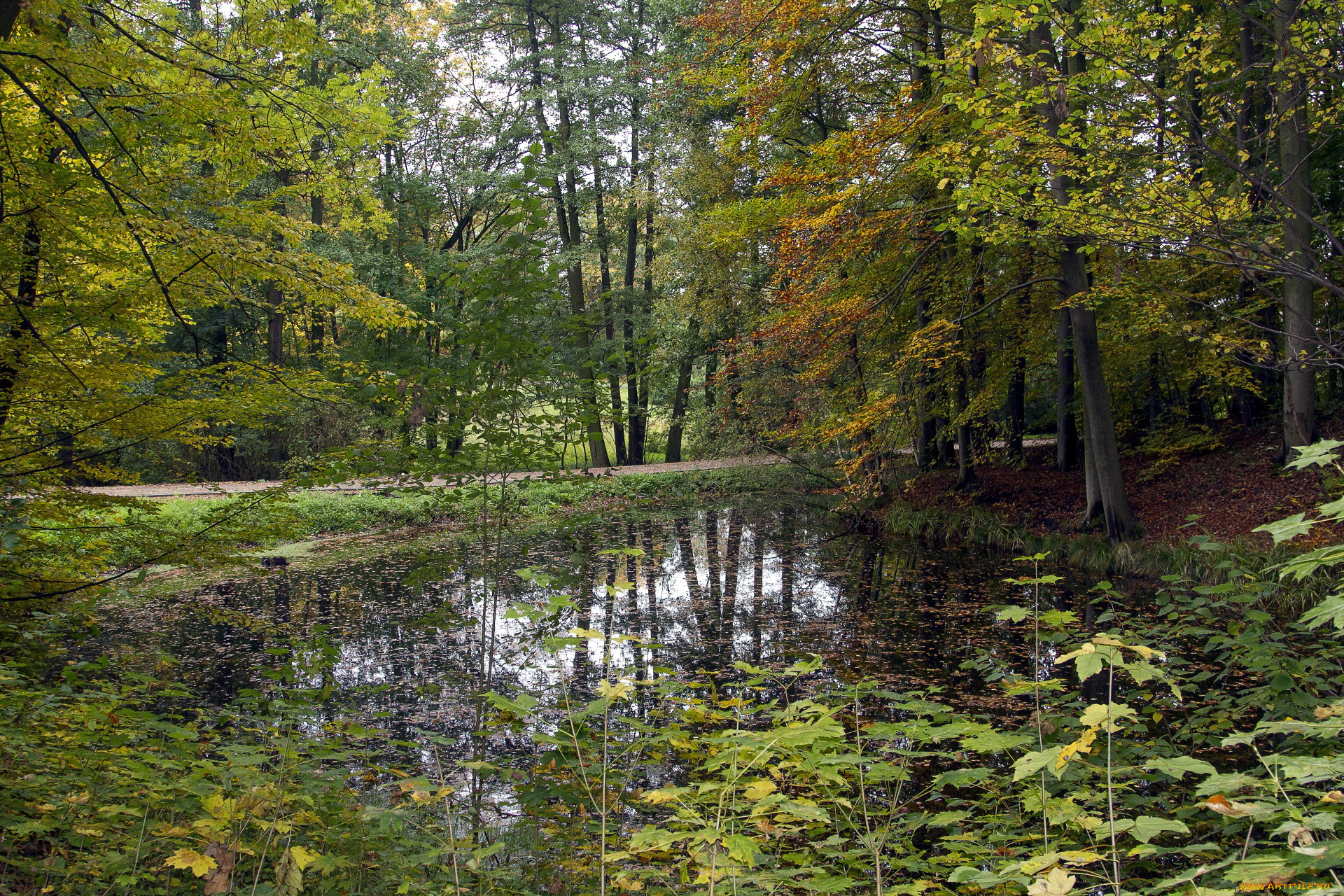 природа, парк, водоем, аллея, листопад, осень, деревья