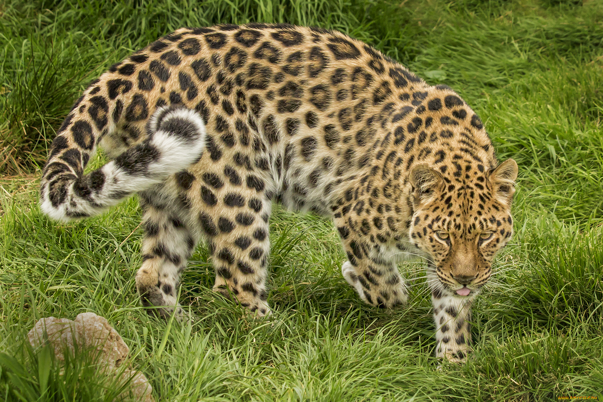 amur, leopard, животные, леопарды, хищник