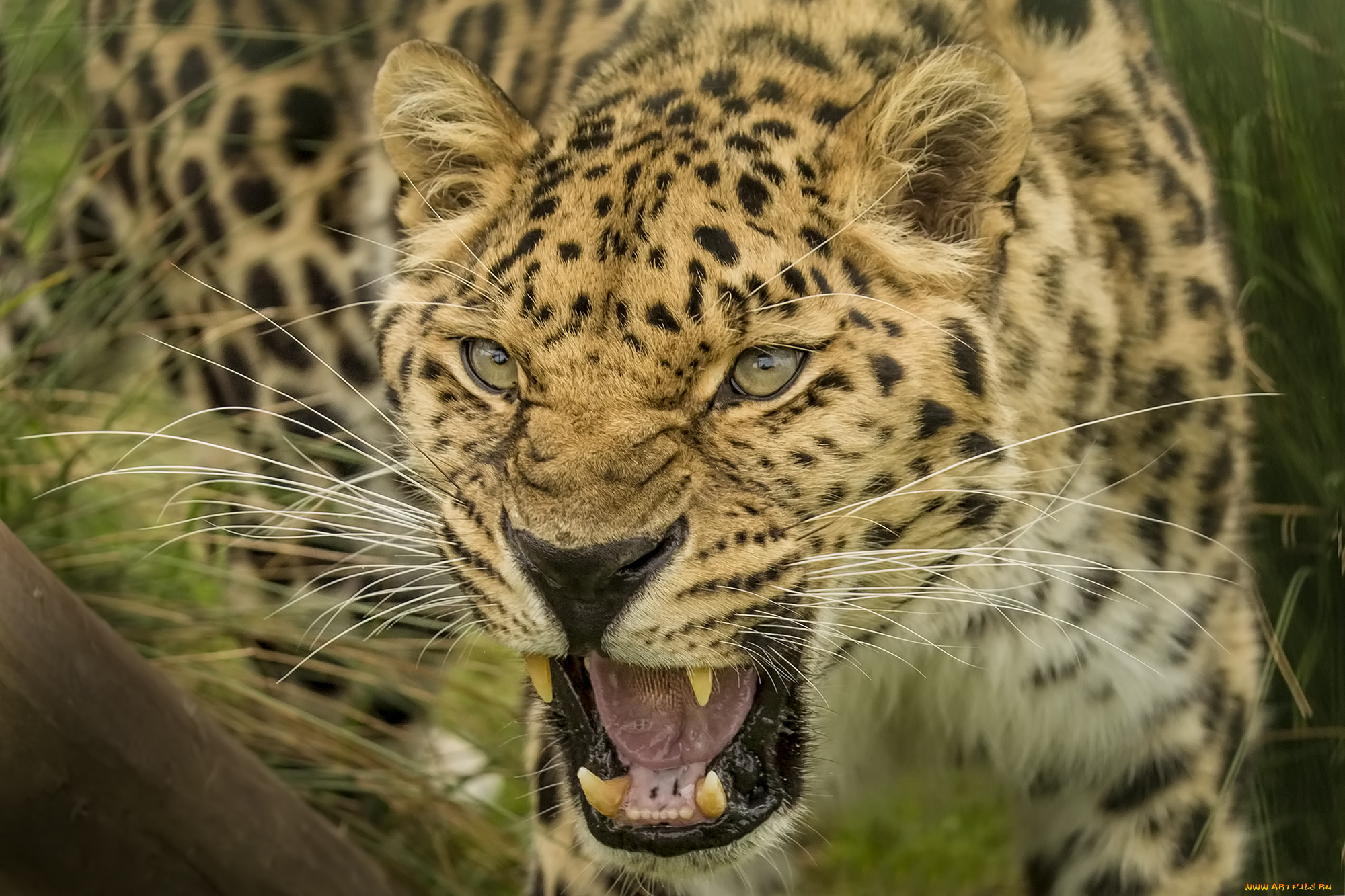 amur, leopard, животные, леопарды, хищник