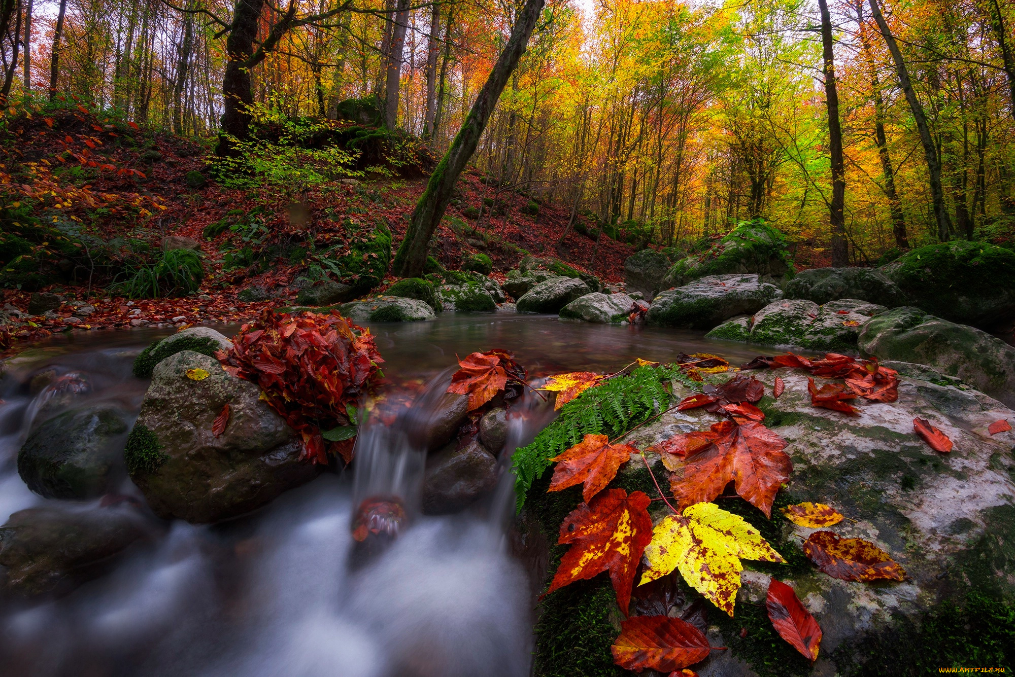 природа, реки, озера, камни, пейзаж, течение, осень, лес, деревья, листья, ручей