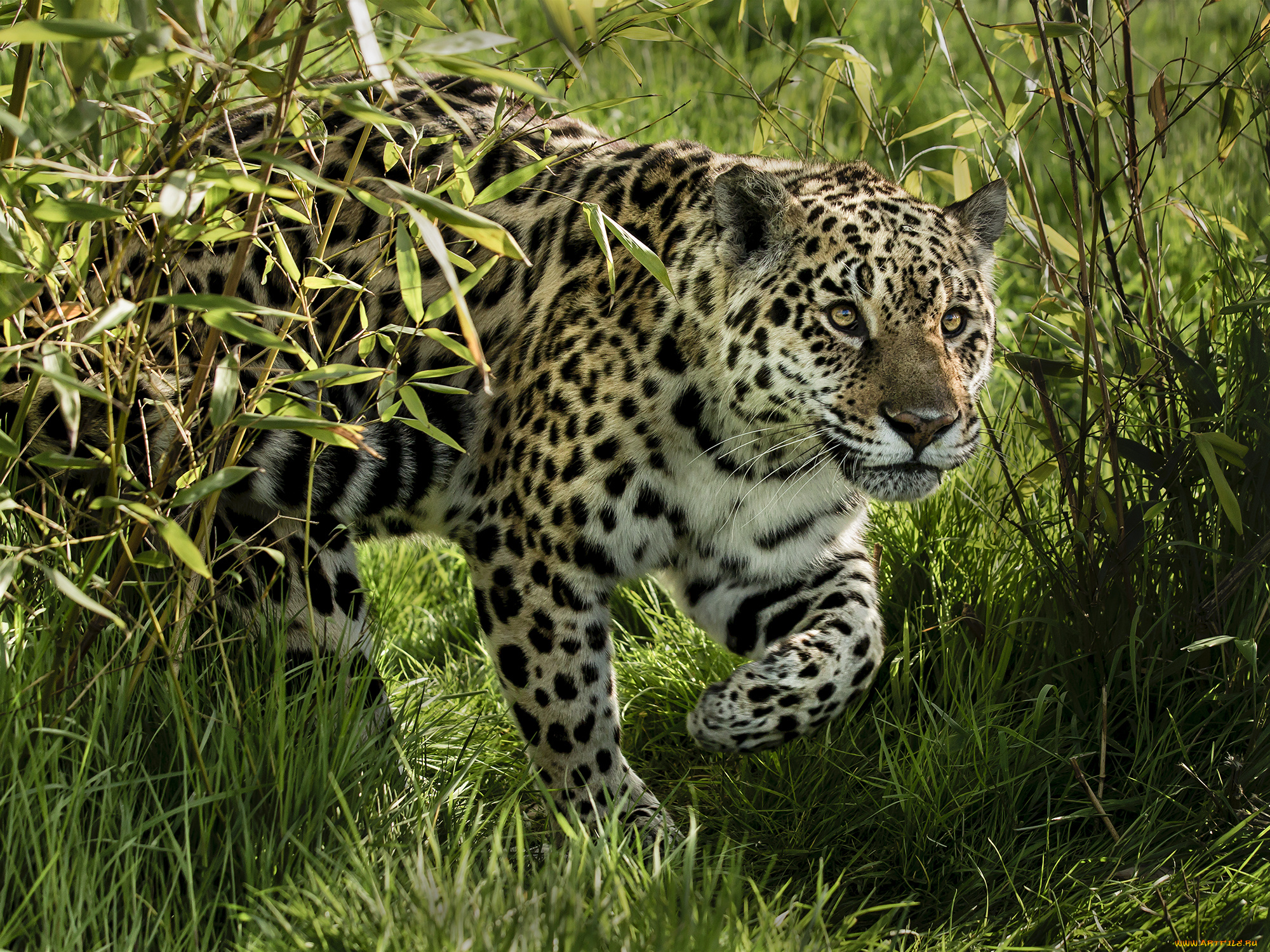 jaguar, животные, Ягуары, хищник