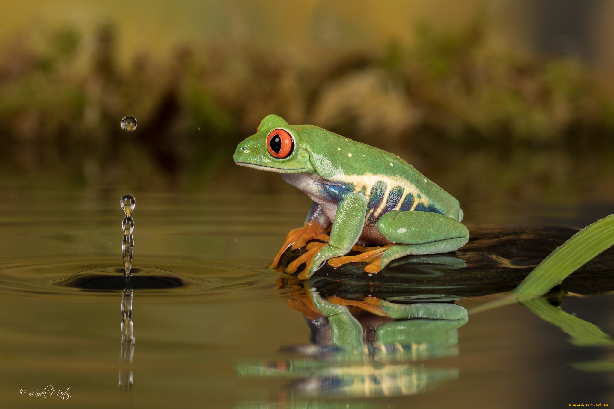 животные, лягушки, капля, вода, лягушка