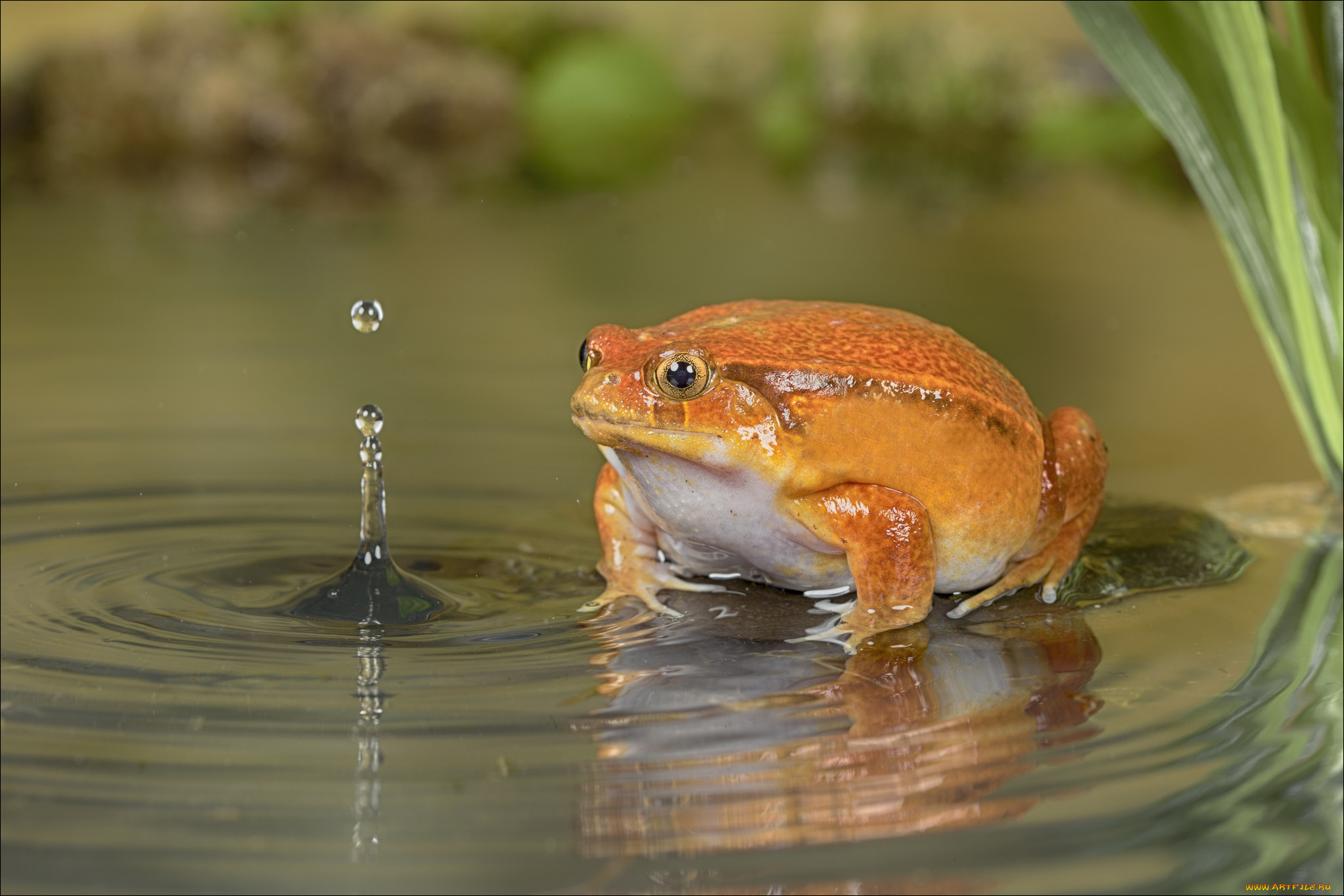 животные, лягушки, капли, вода, оранжевая, лягушка