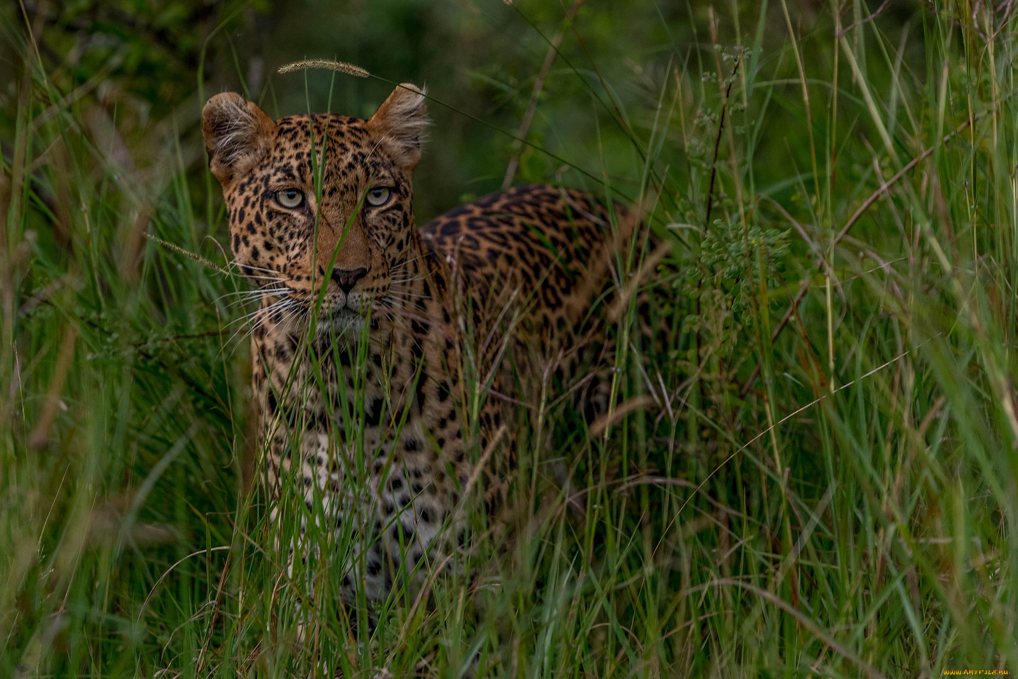 leopard, prowl, животные, леопарды, хищник