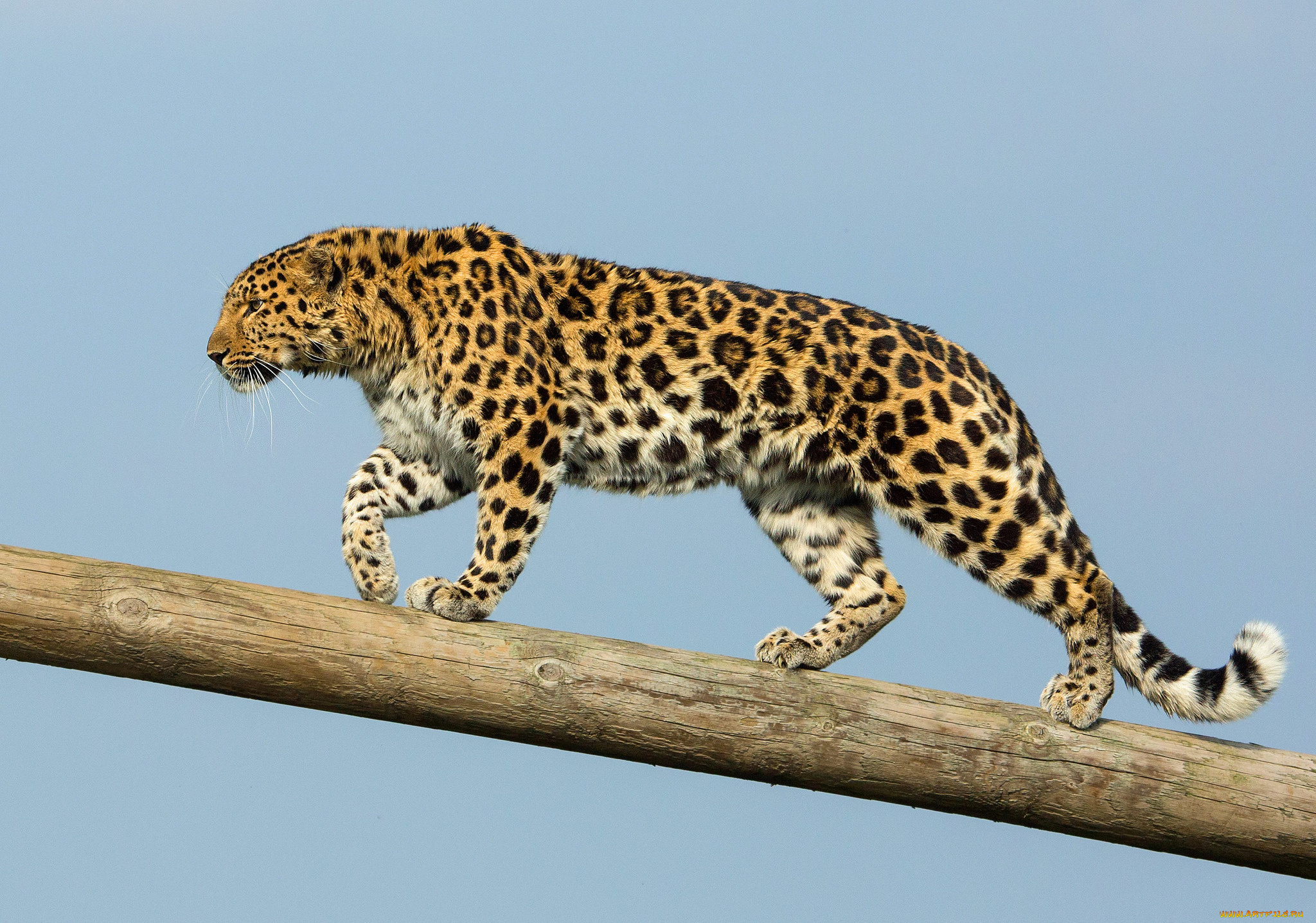 amur, leopard, животные, леопарды, хищник