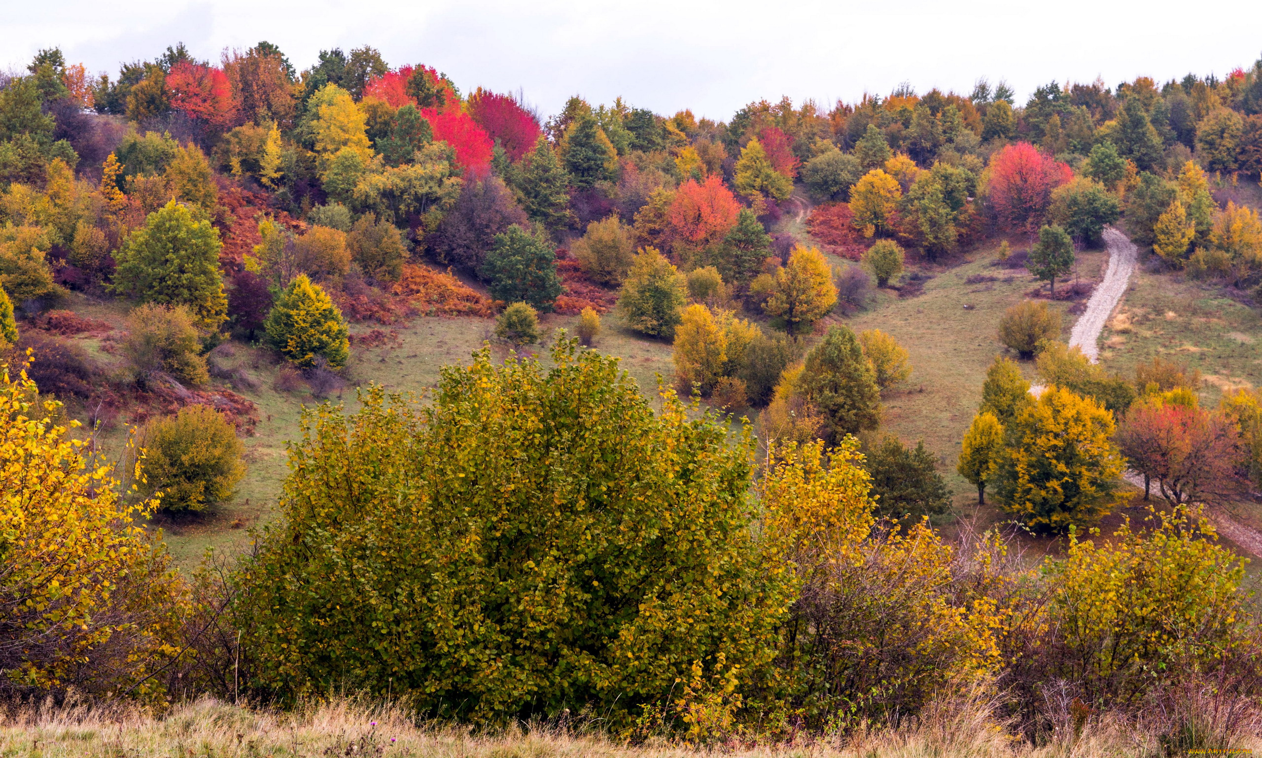 природа, лес, осень, панорама