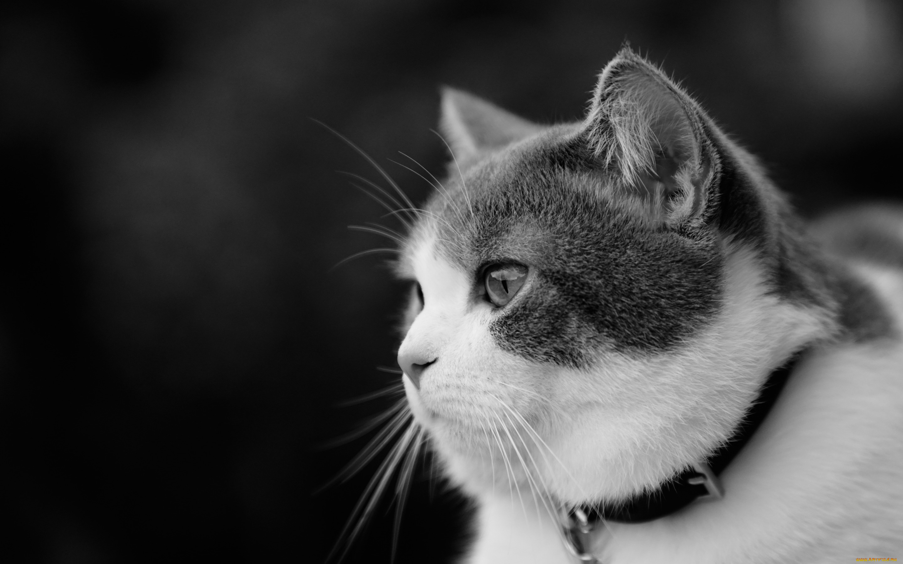животные, коты, котейка, чёрно-белая, портрет, взгляд, кошка, ошейник, профиль, монохром, мордочка