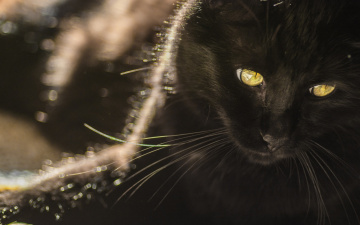 Черный кот с розочкой бесплатно