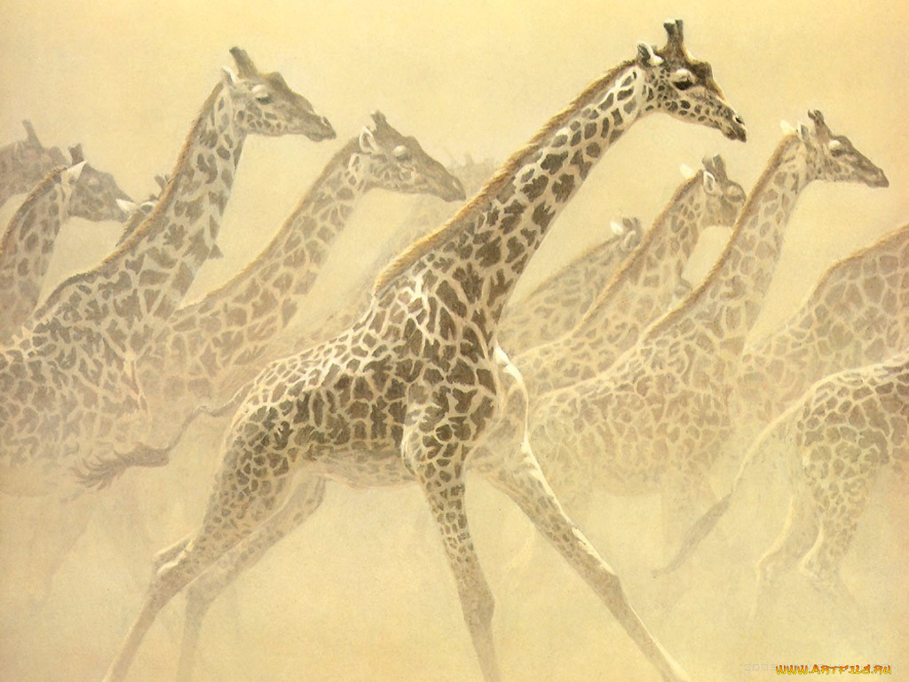 рисованные, животные, жирафы