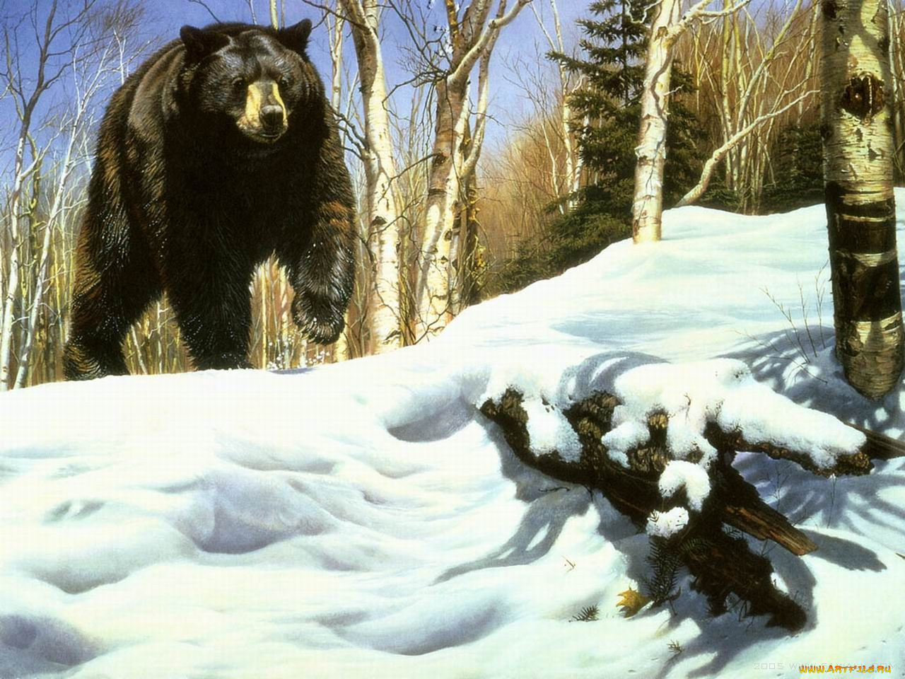 рисованные, животные, медведи