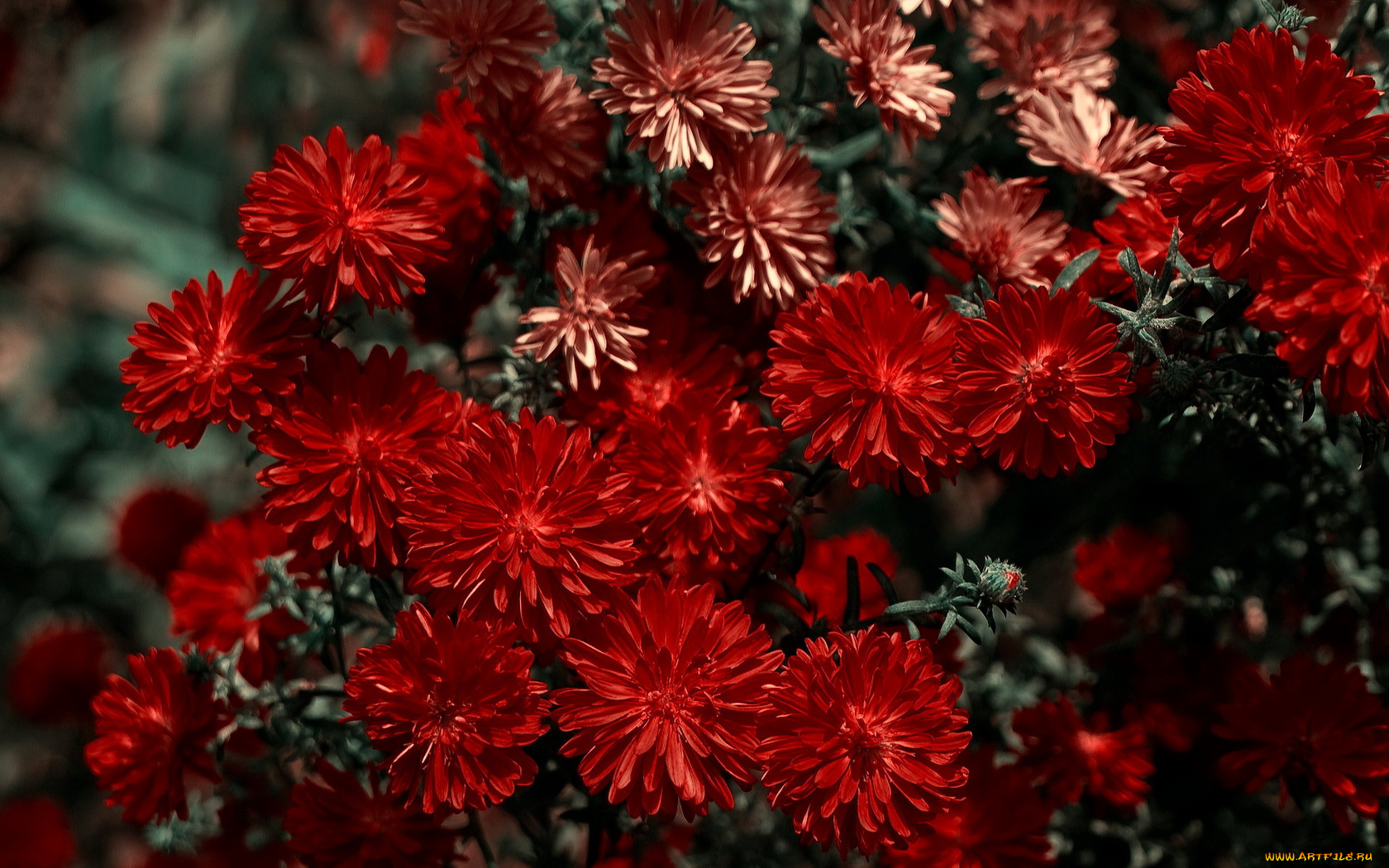 цветы, хризантемы, красные, много