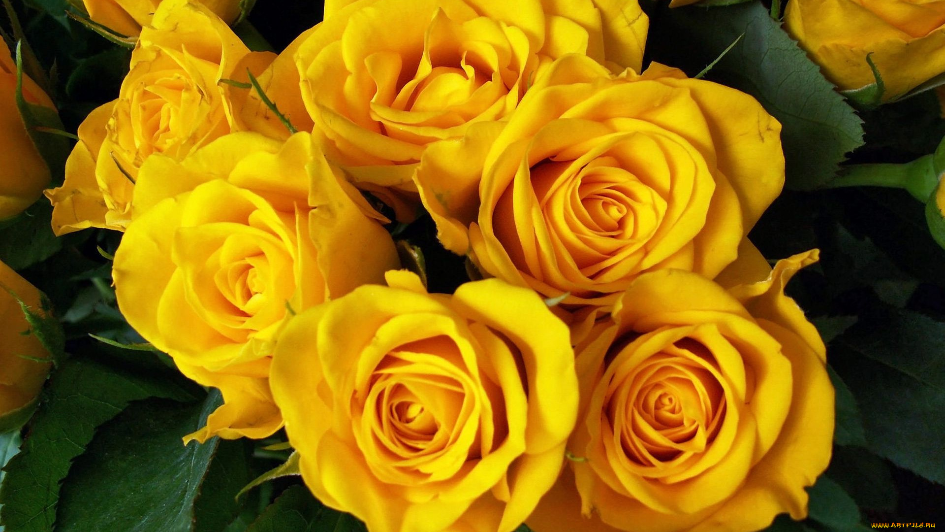 цветы, розы, жёлтые