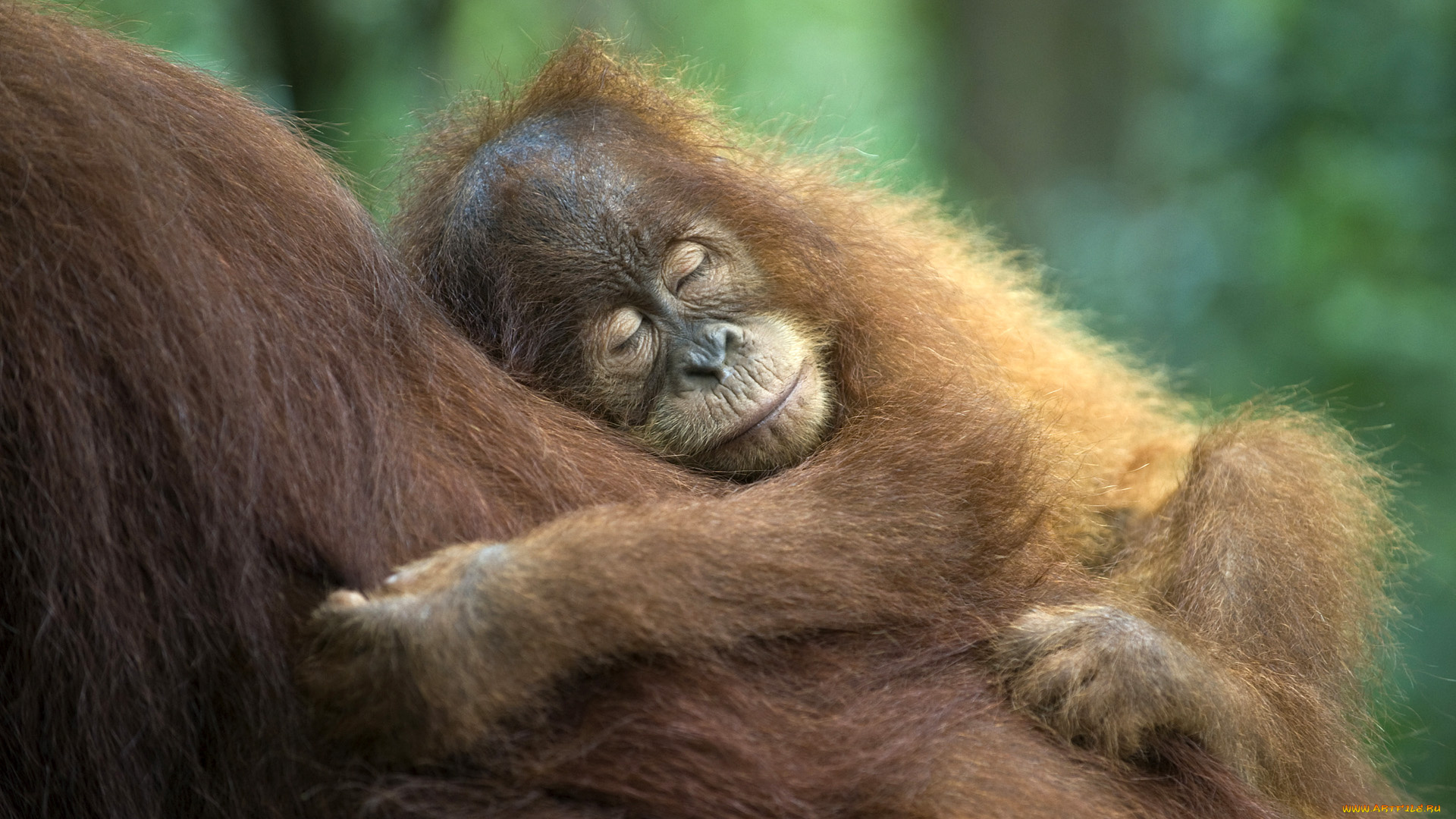 sumatran, orangutan, животные, обезьяны, орангутанг