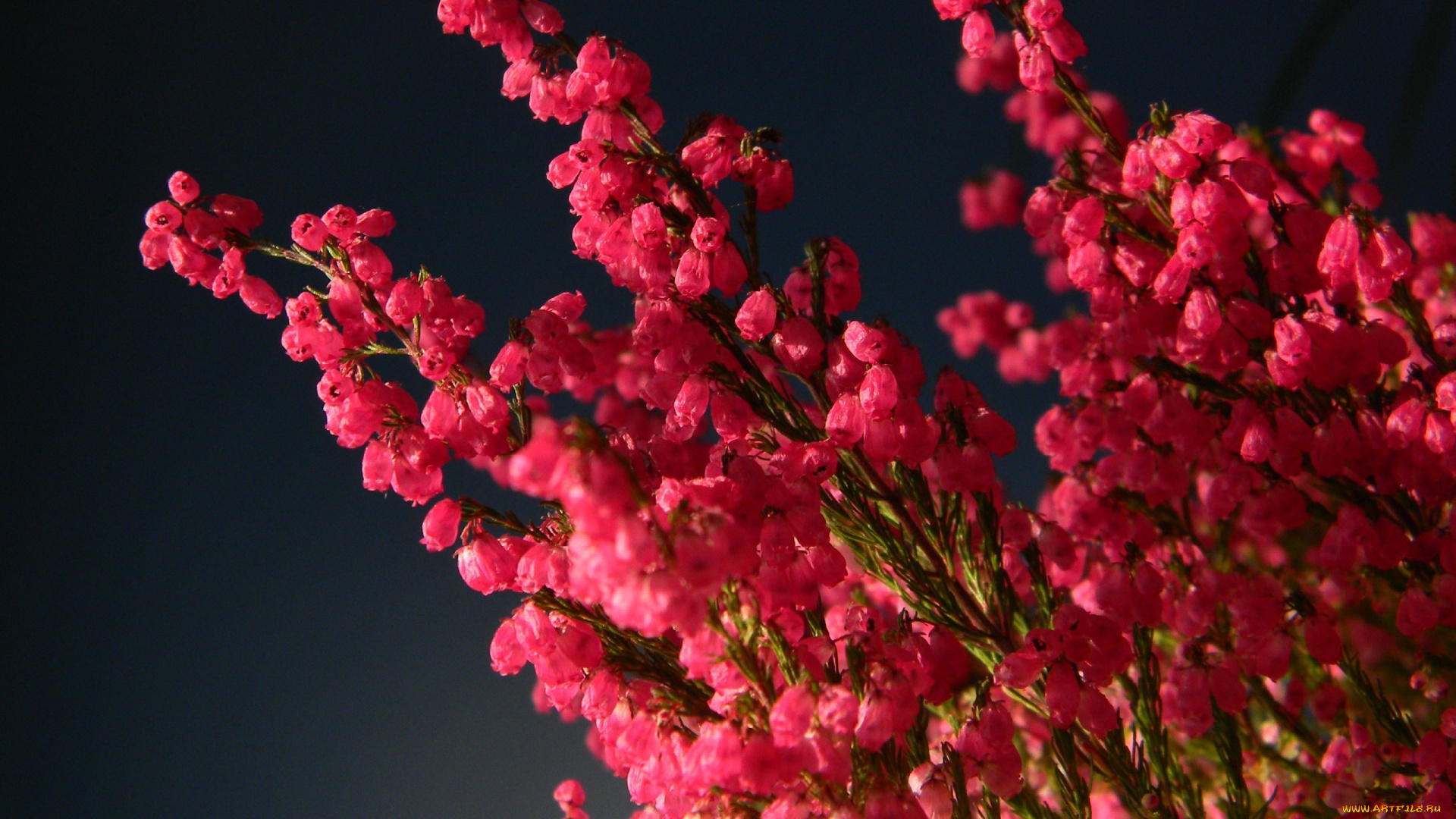 цветы, вереск, эрики, розовый