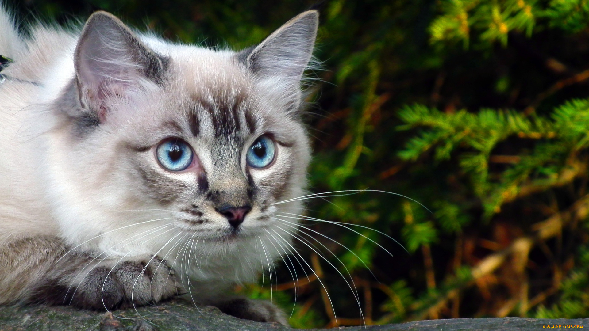 животные, коты, зелень, ветка, голубые, глаза, кошка