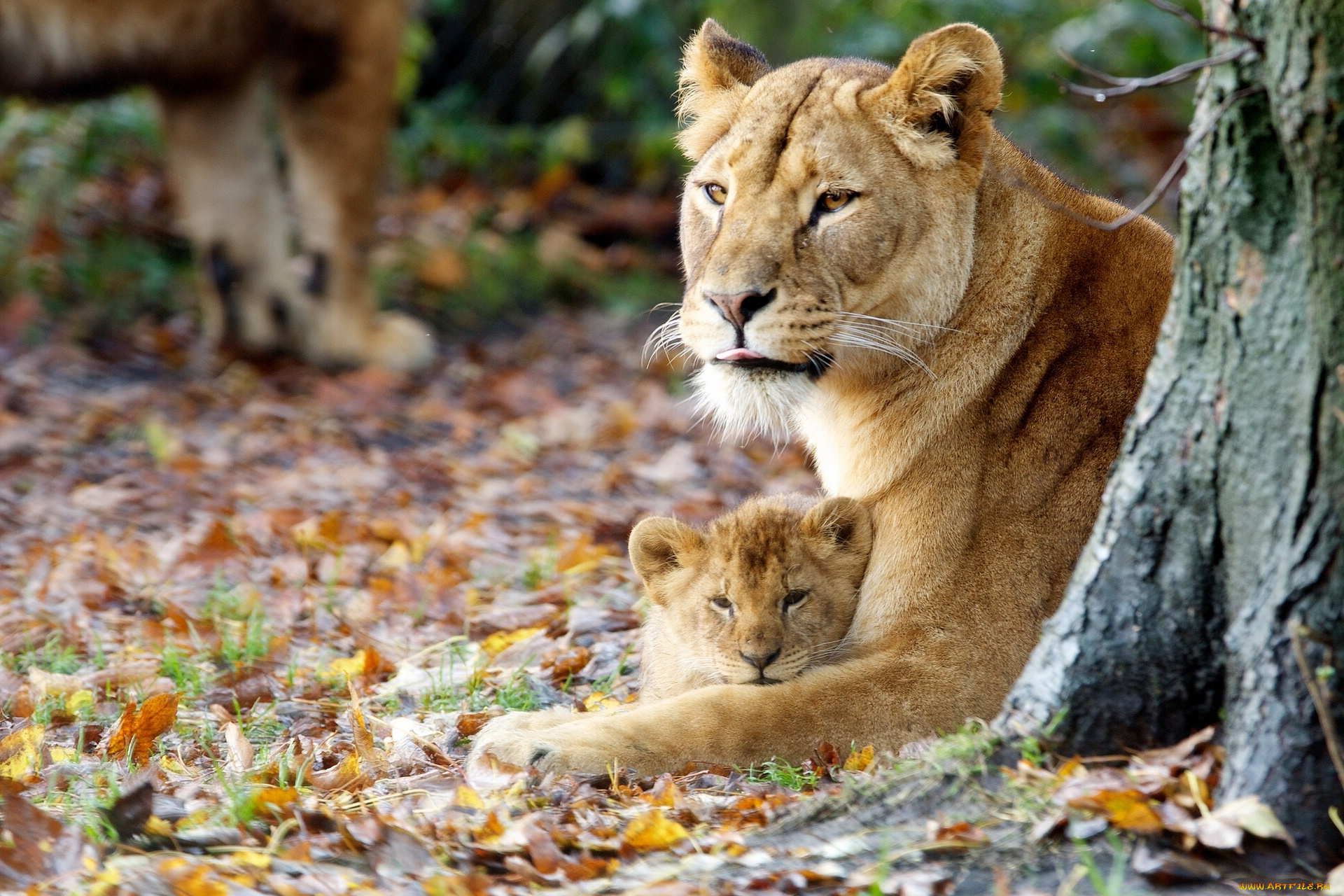 животные, львы, осень, материнство, львёнок, львица