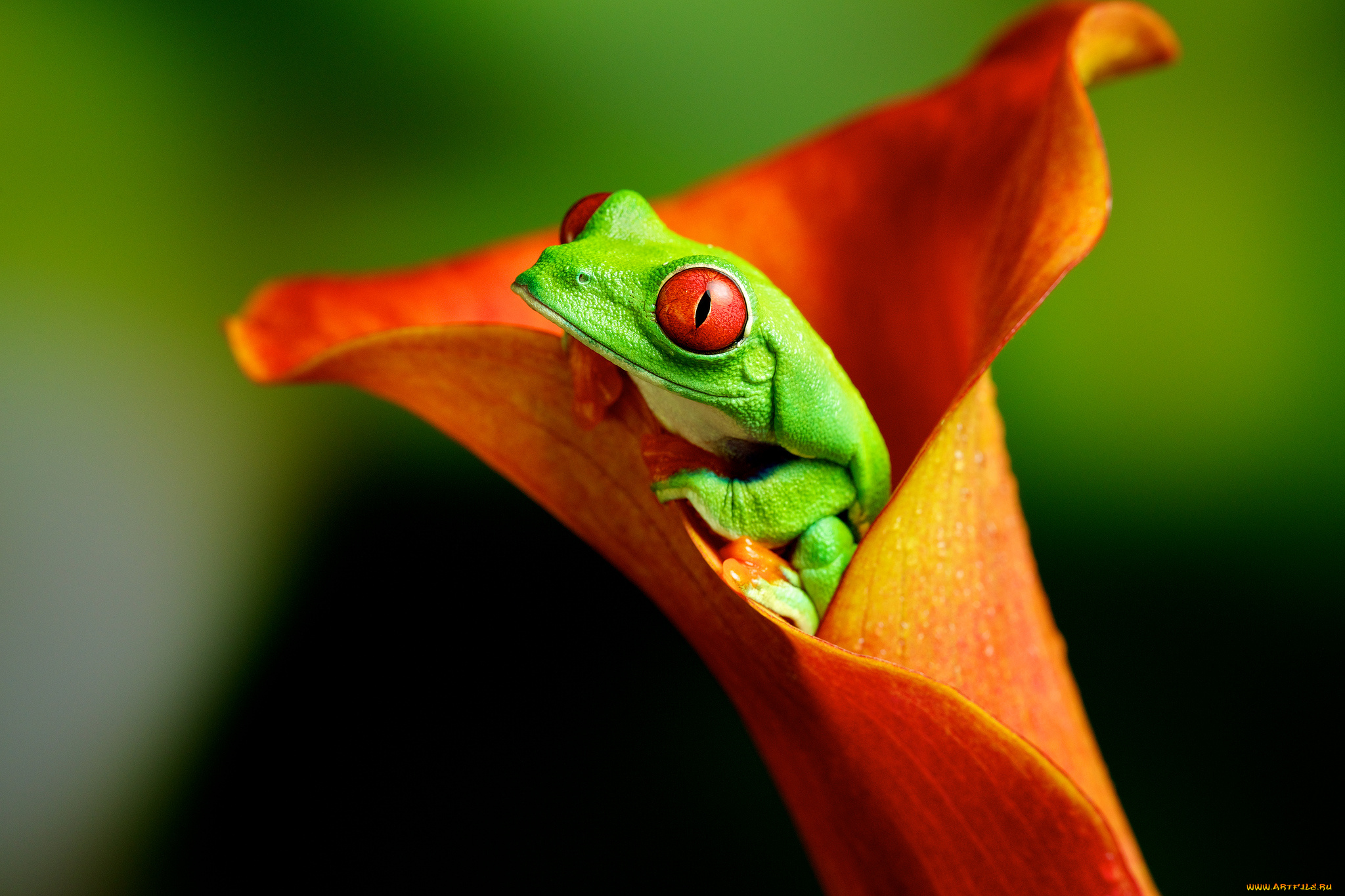 природа животные лягушки nature animals frogs без смс