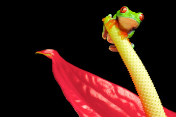 Картинка животные лягушки антуриум цветок фламинго