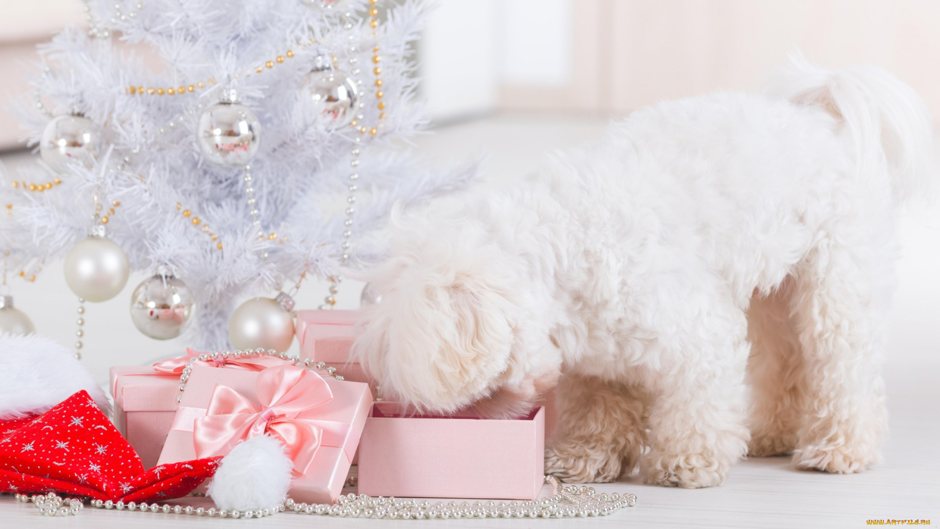 животные, собаки, dog, new, year, праздник, рождество, новый, год, собака, christmas