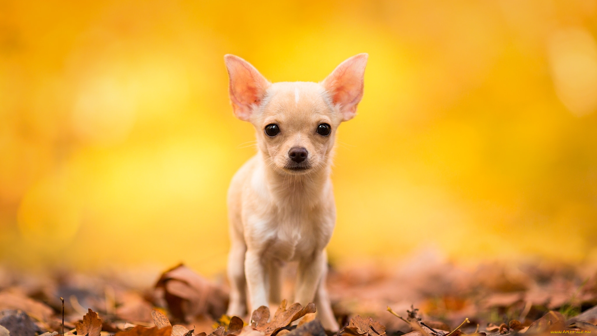 животные, собаки, чихуахуа, взгляд, осень, листья, собака, собачонка, пёсик