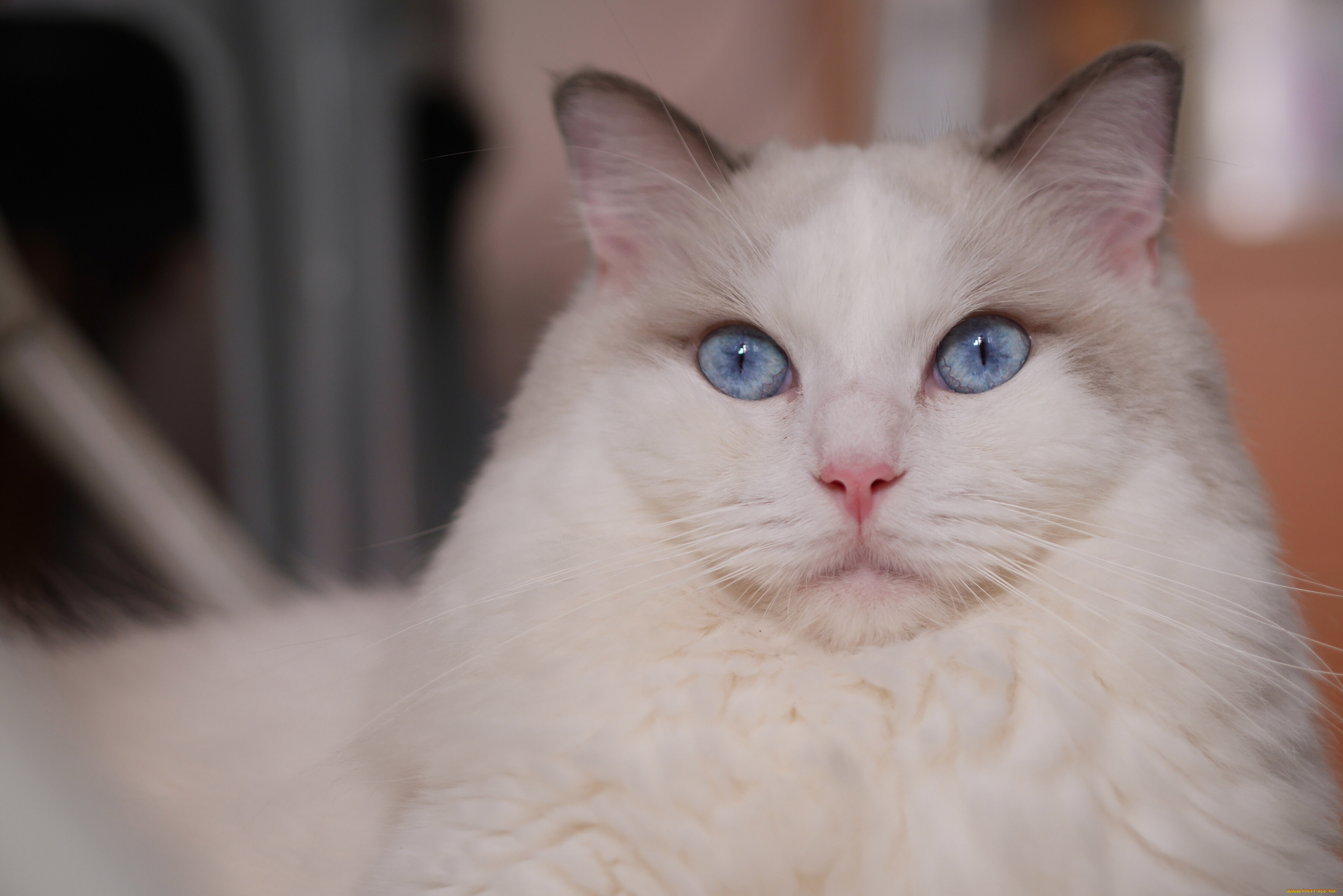 животные, коты, портрет, взгляд, голубые, глаза, красава, мордочка, кошка, рэгдолл