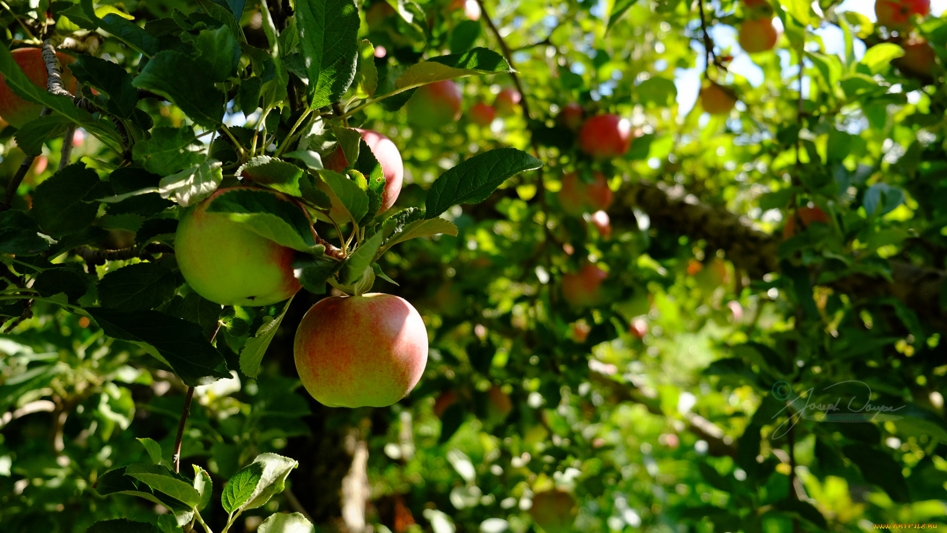 природа, плоды, яблочки