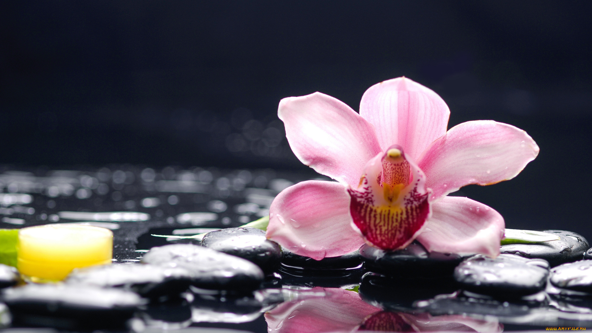 цветы, орхидеи, орхидея, вода, камни