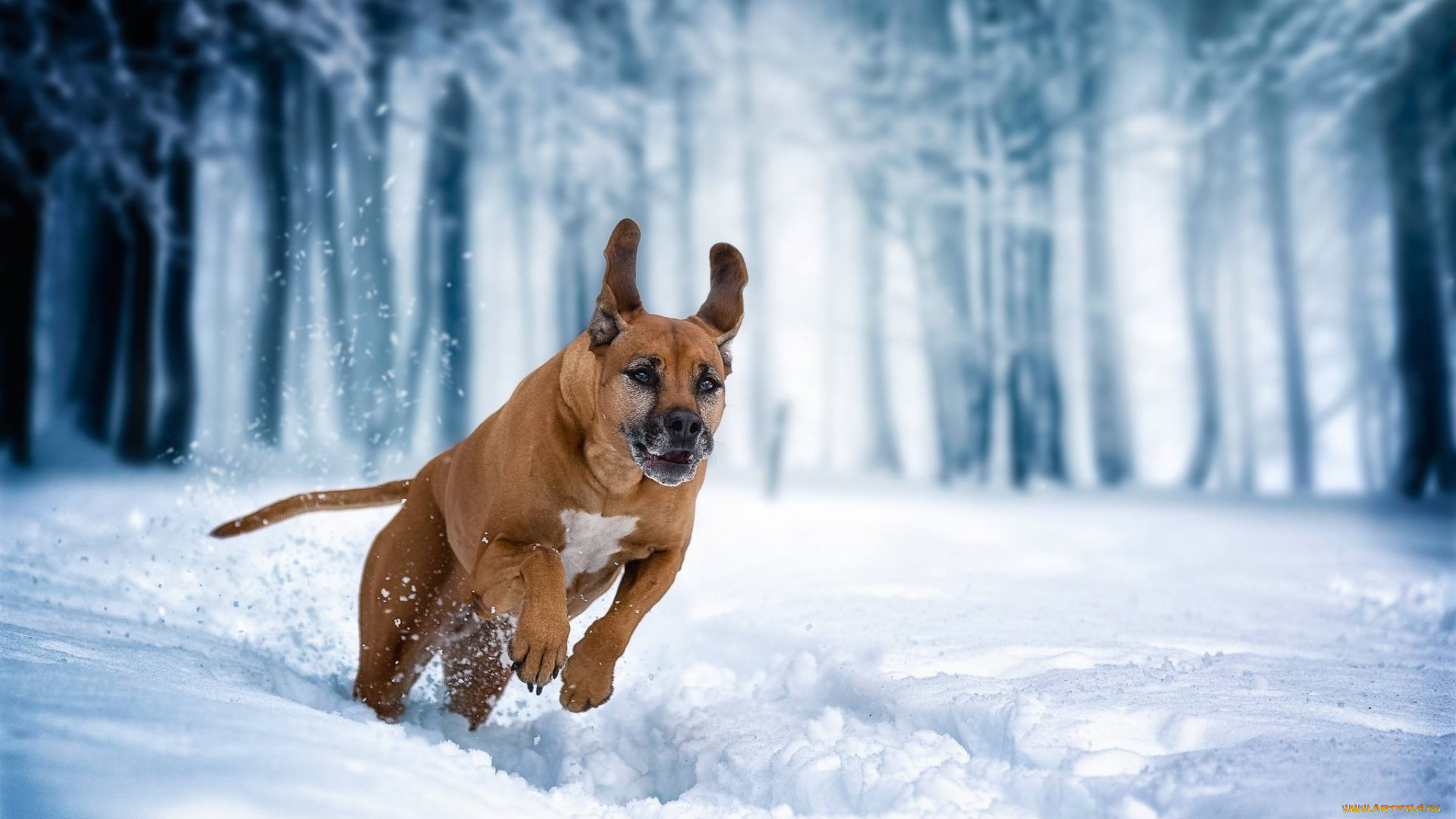 животные, собаки, собака, зима, прогулка, родезийский, риджбек, бег, снег