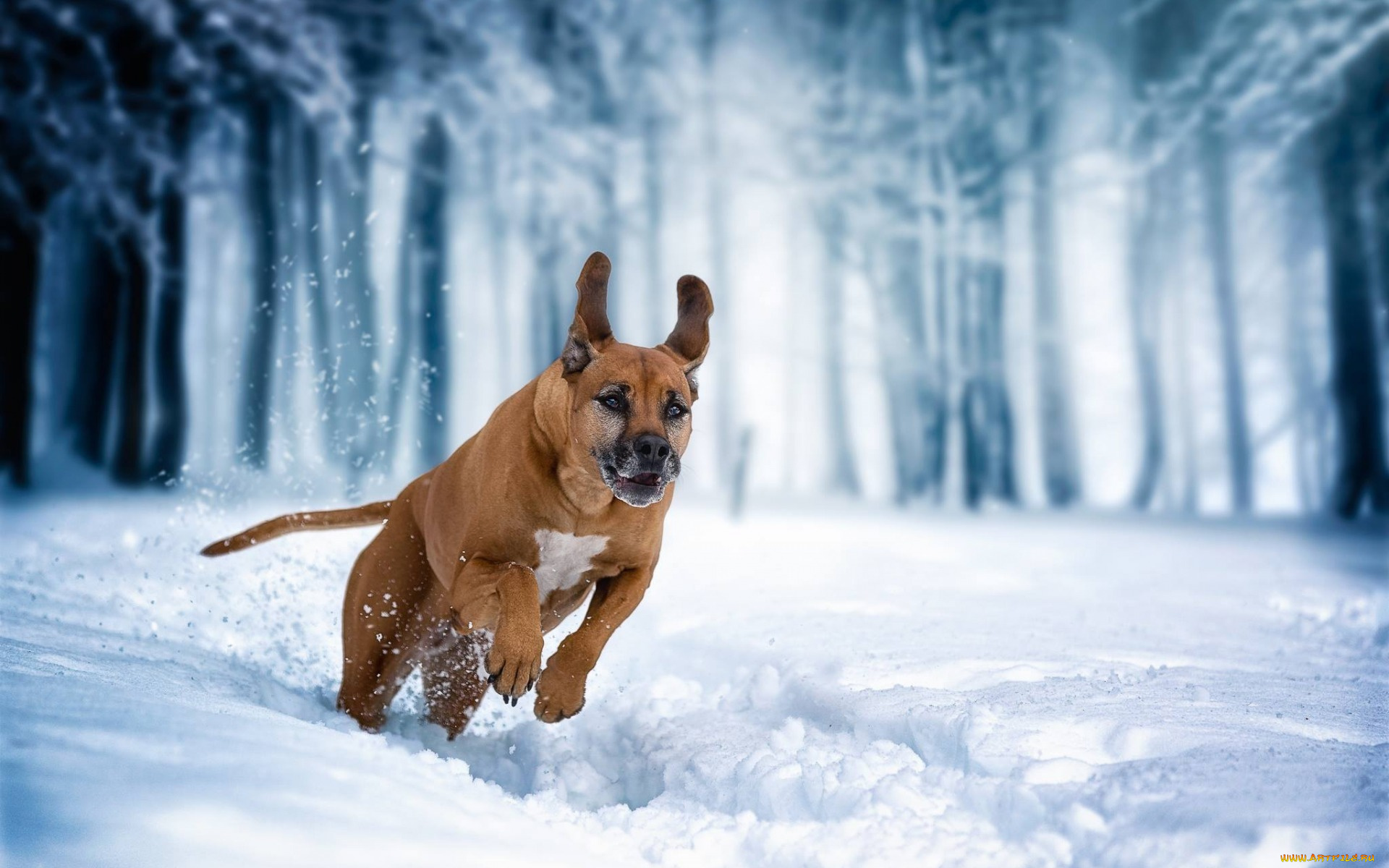 животные, собаки, собака, зима, прогулка, родезийский, риджбек, бег, снег