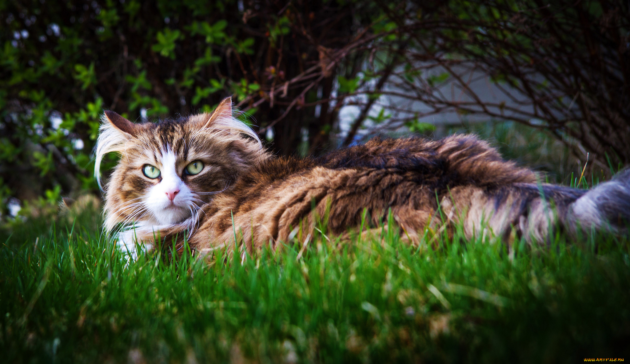 природа животные кот трава загрузить
