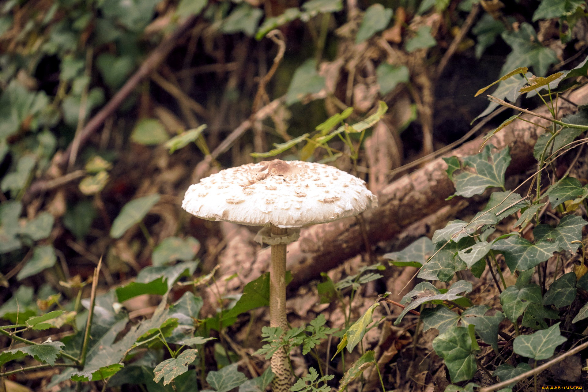 природа, грибы, гриб-зонтик