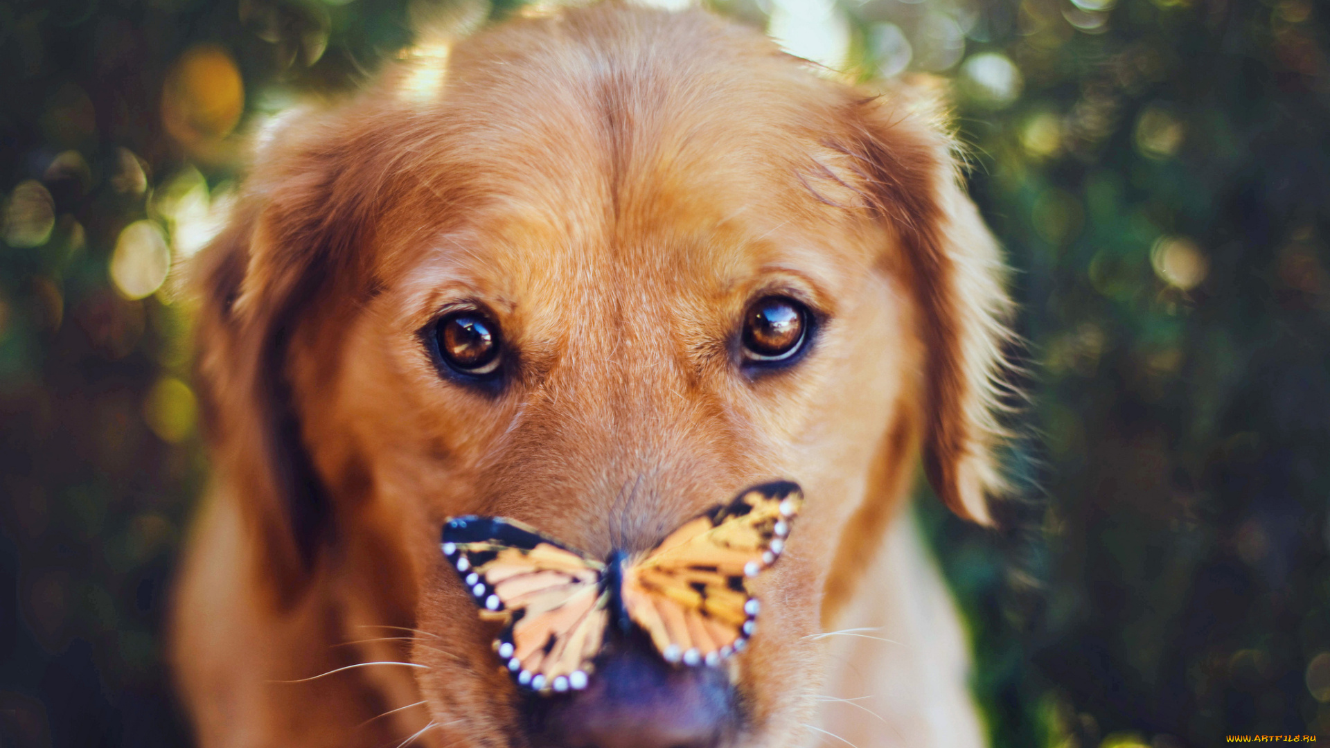 животные, разные, вместе, собака, бабочка, нос