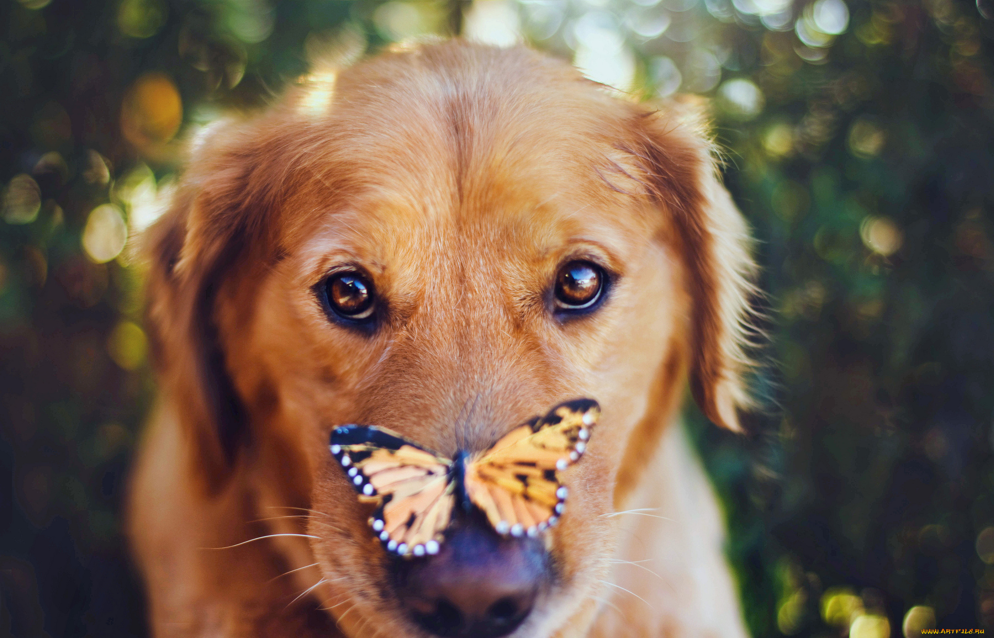 животные, разные, вместе, собака, бабочка, нос