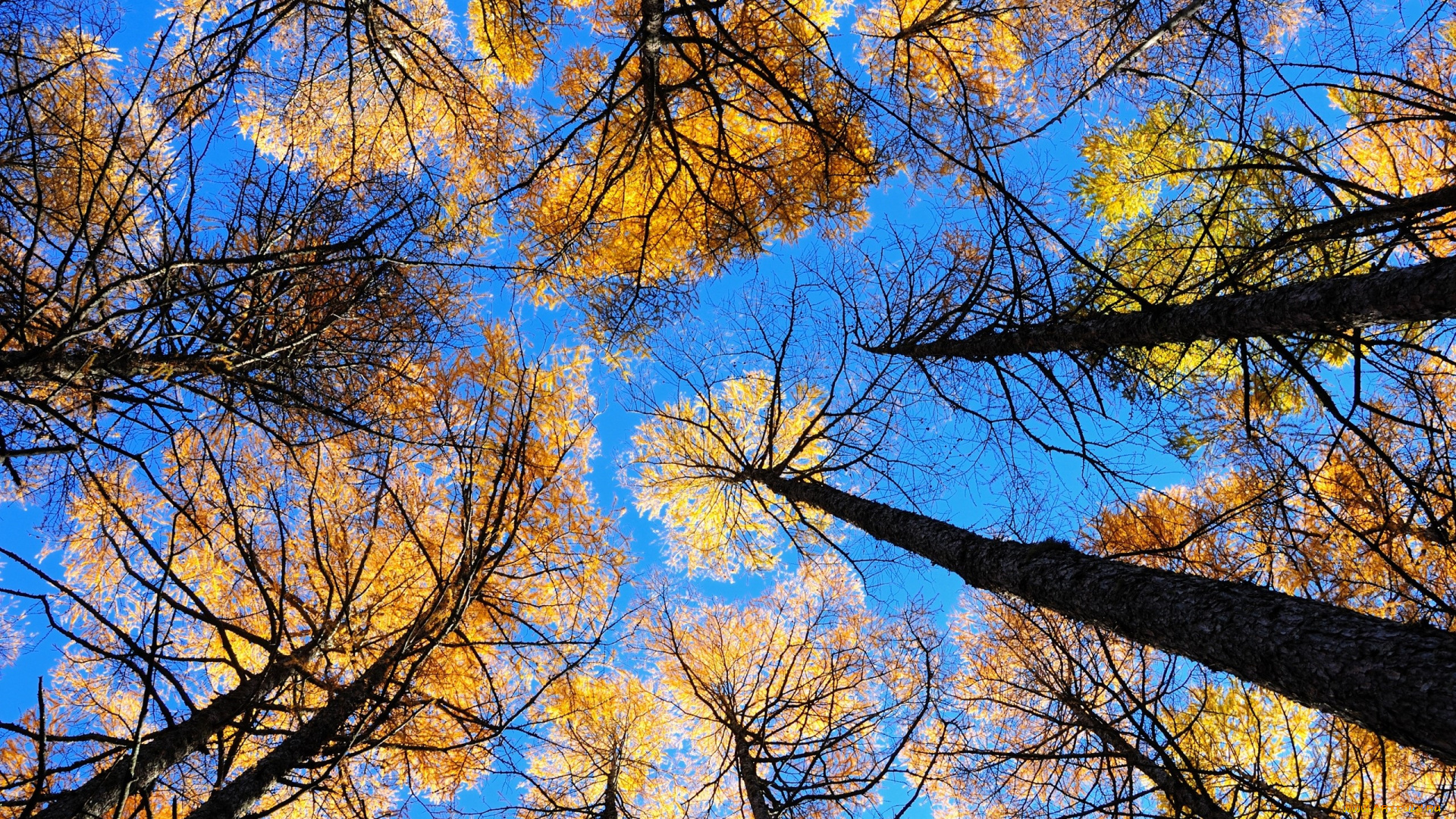 природа, деревья, осень, небо, ракурс