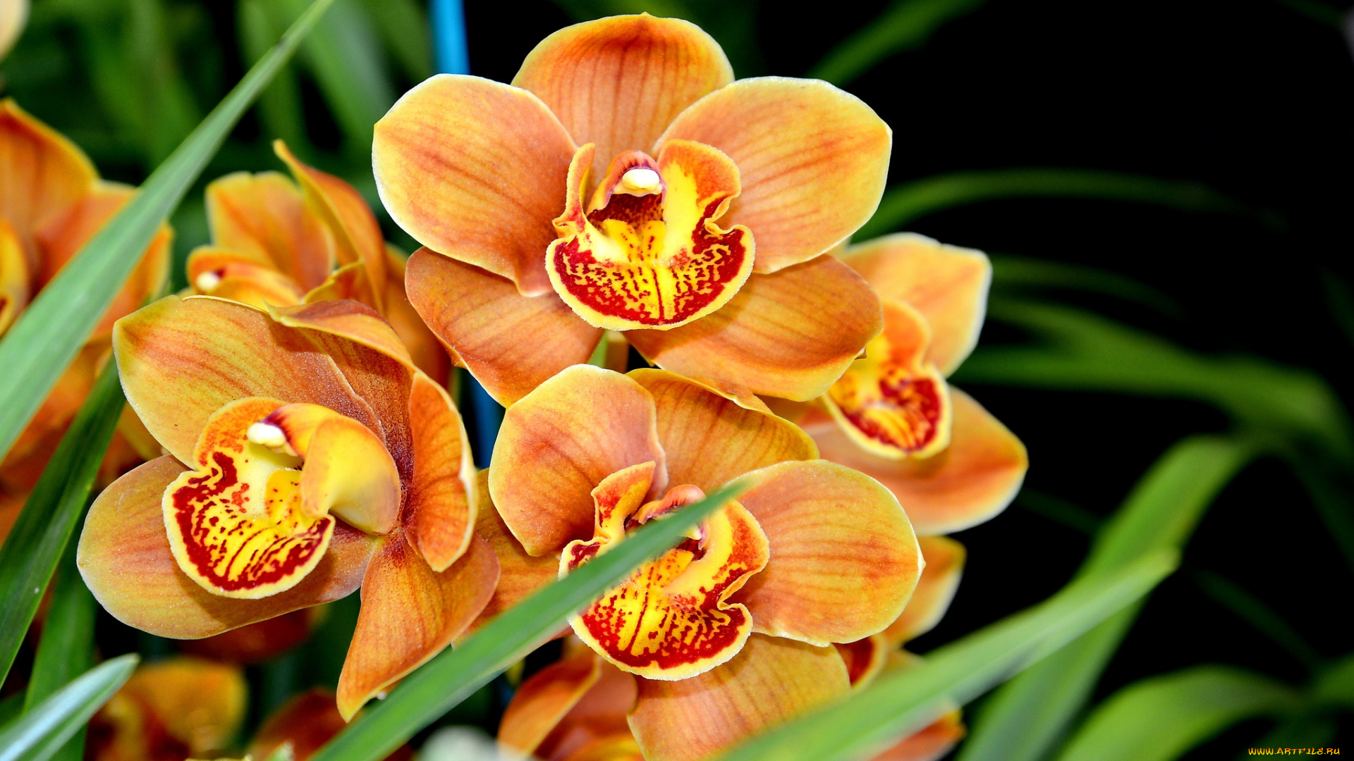 цветы, орхидеи, экзотика, ветка, оранжевый