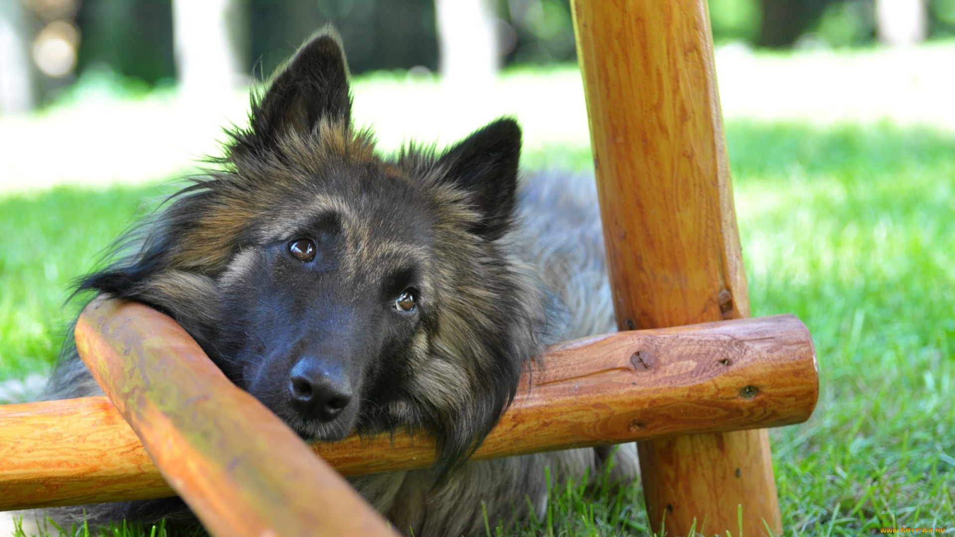 животные, собаки, dog, shepherd, grass