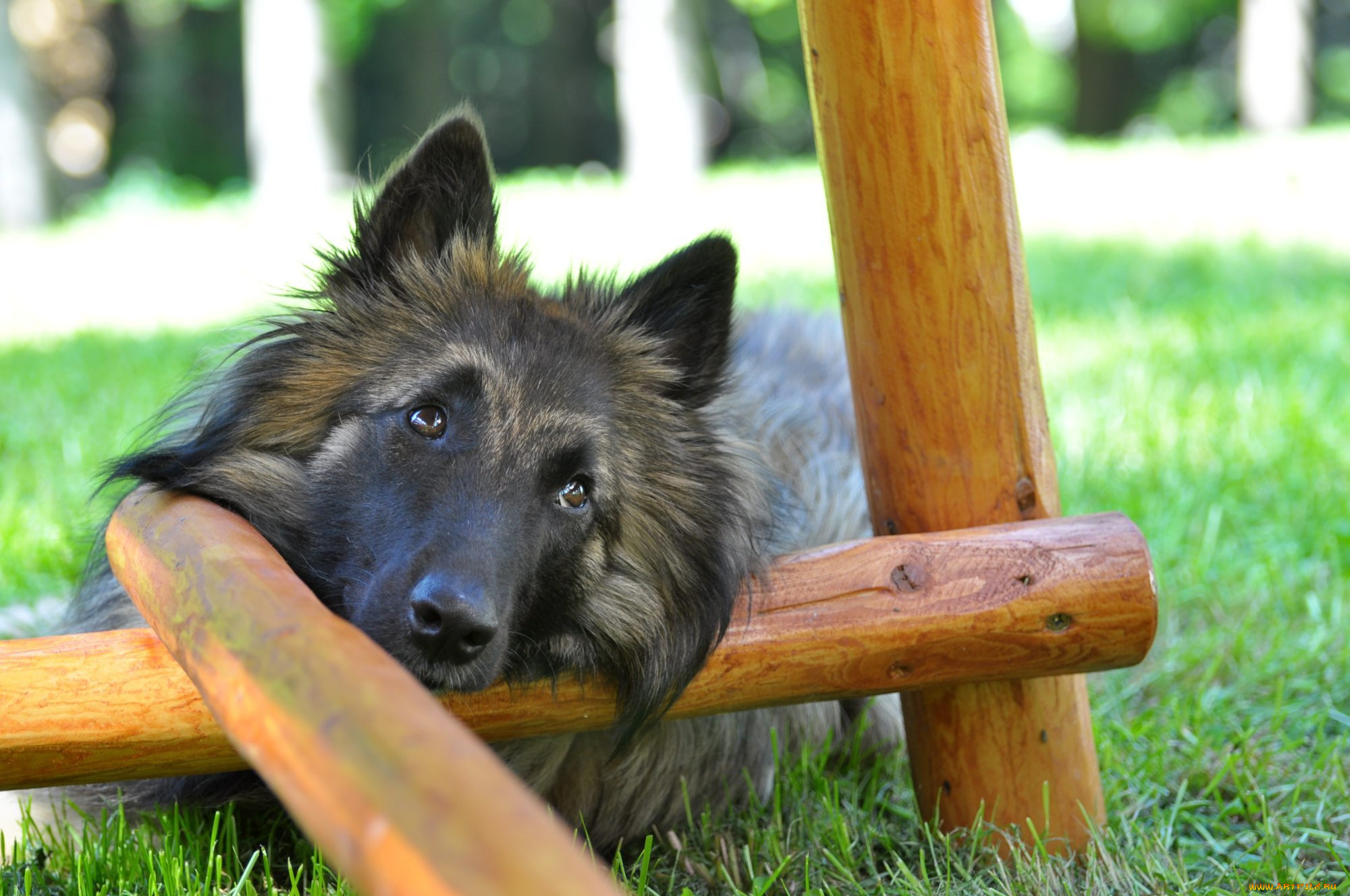 животные, собаки, dog, shepherd, grass