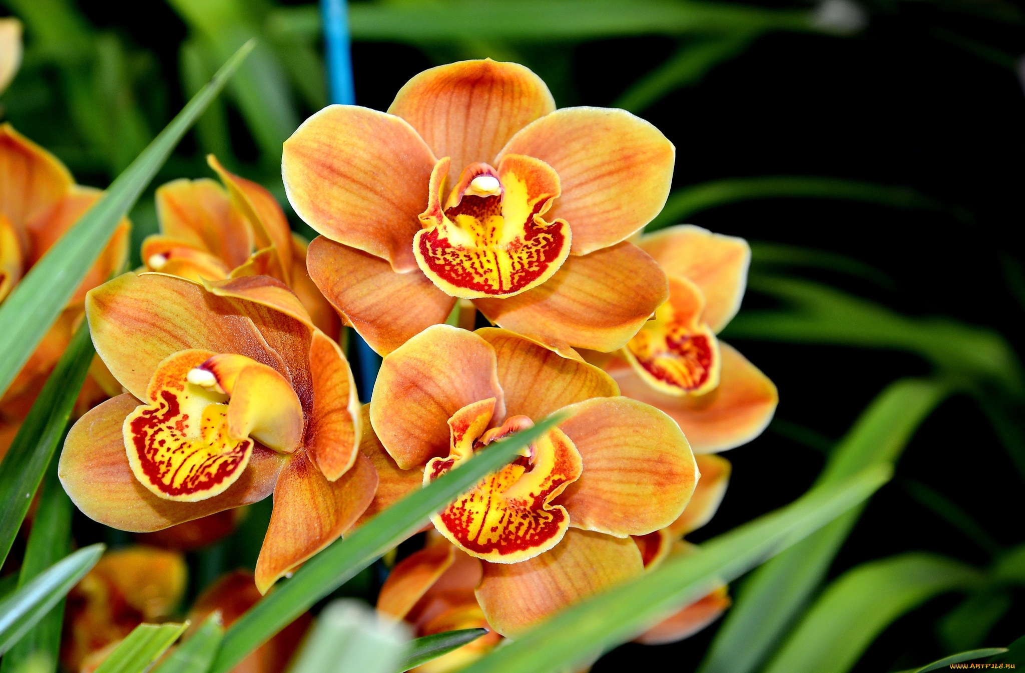 Flowers orchids. Голден эмберс Орхидея. Орхидея фаленопсис ваниль. Орхидея Exotica. Орхидея фаленопсис Экзотик.