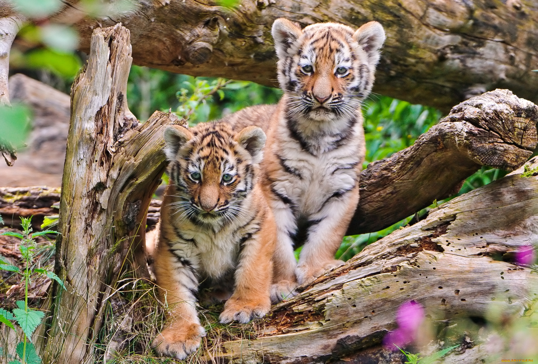 животные, тигры, братья, малыши