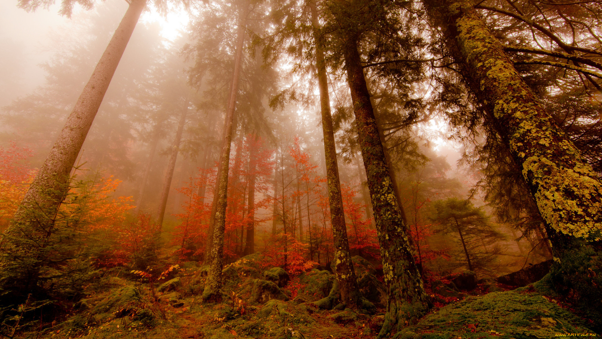 природа, лес, сосны, туман, осень