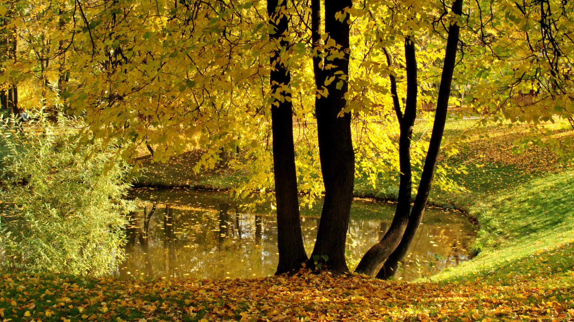 природа, парк, москва, пруд, осень, листья, деревья, воронцово